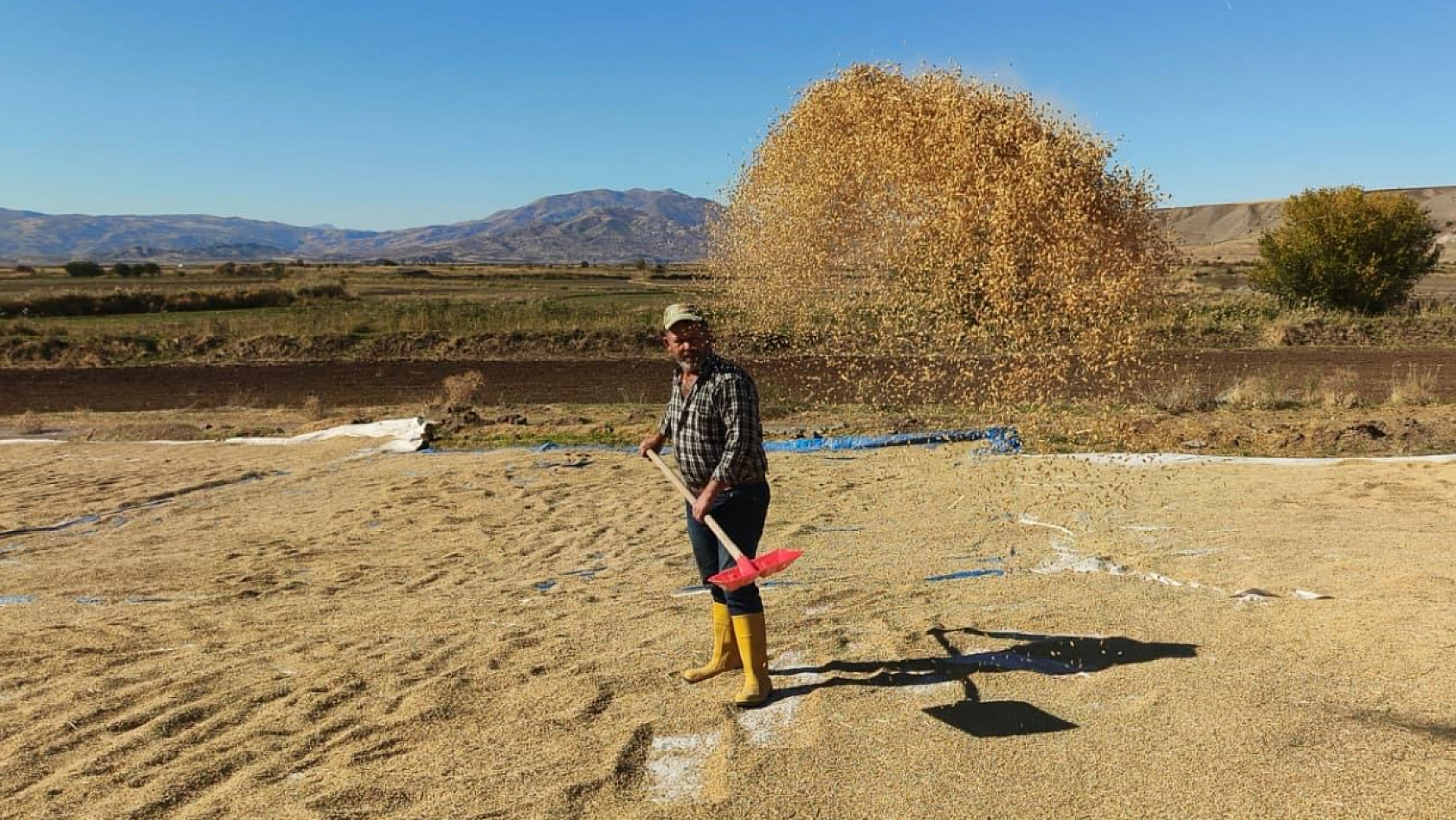 Elazığ'da Palu'nun meşhur üründe hasat zamanı