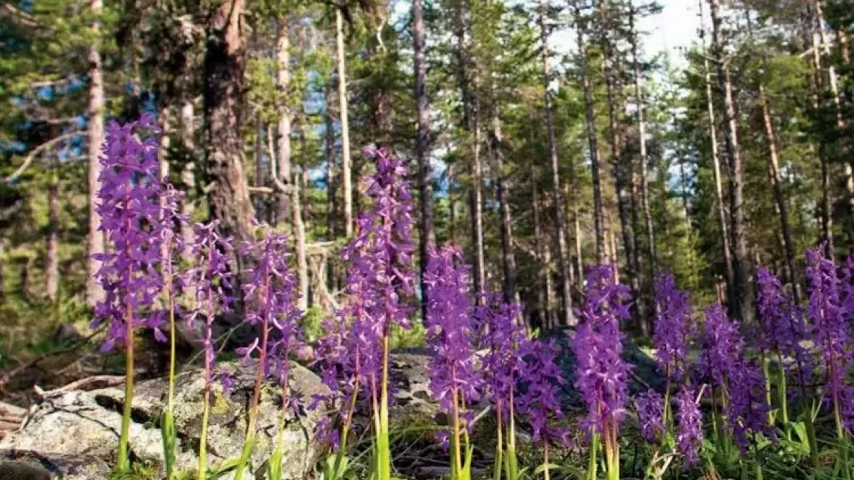 Bu bitki Elazığ'da yetişiyor: Koparılması yasak! 26 kişiye toplamda 2 milyon 964 bin TL ceza kesildi