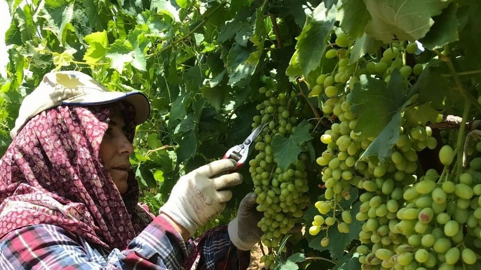 Elazığ'da Şimdi Tam Zamanı 60 Liradan Tezgahlarda Yerini Aldı
