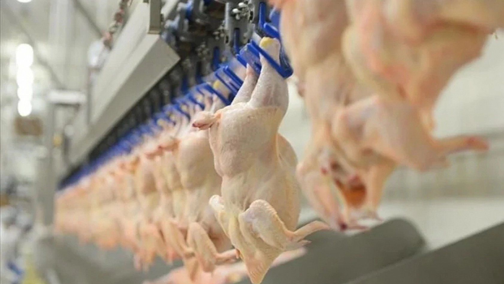 Beyaz et soruşturmasında 13 şirkete denetim kayyımı tedbiri