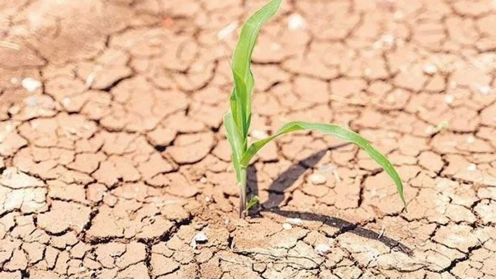 Elazığ kuruyor: Büyük tehlike kapıda