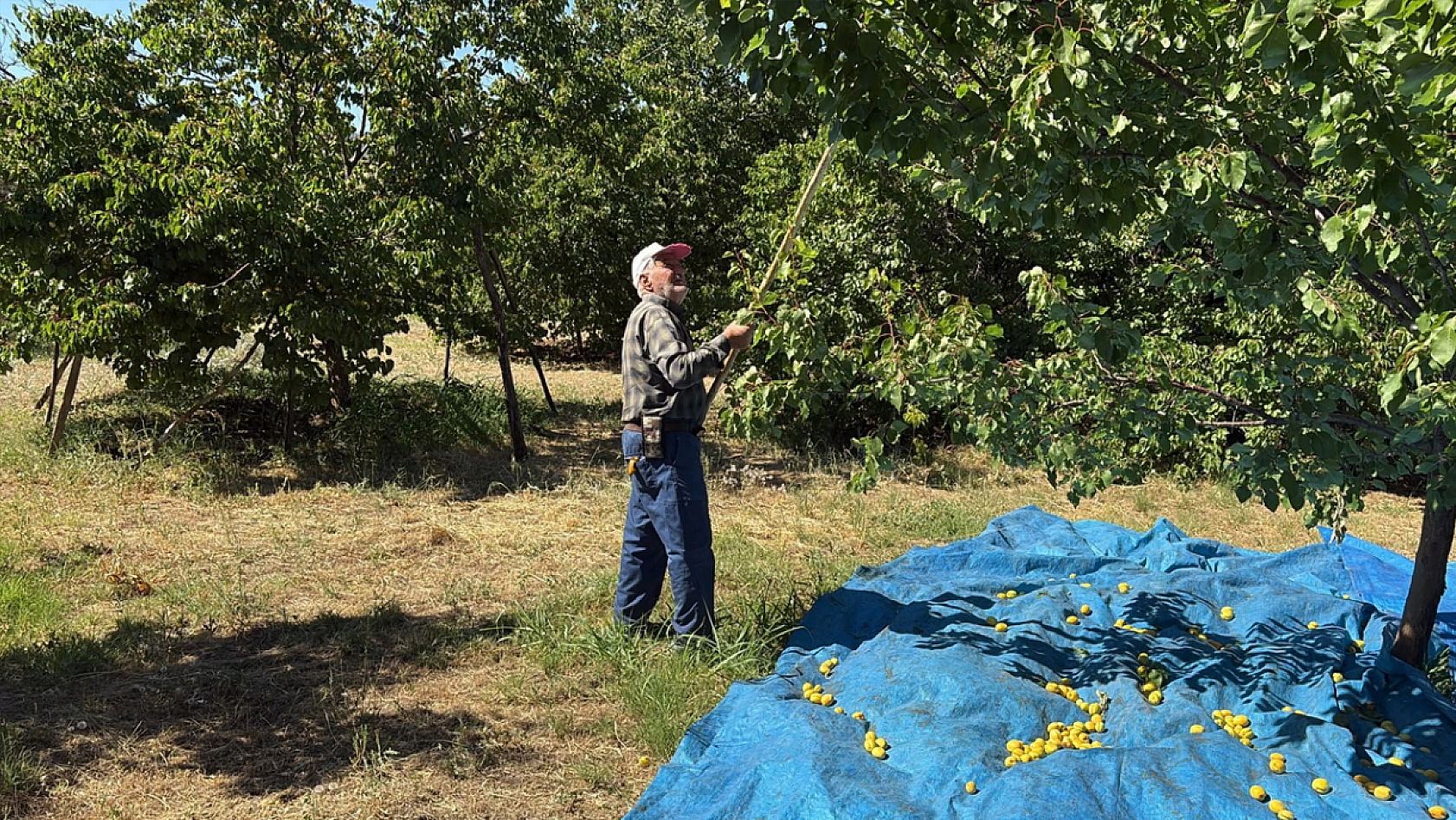 Elazığ'da kayısı hasadı üreticinin yüzünü güldürdü