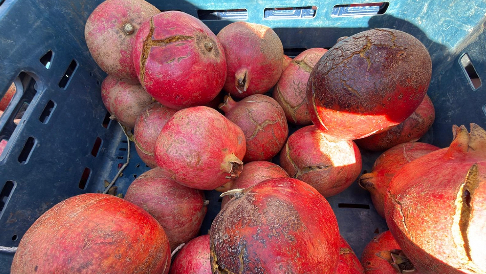 Elazığ'da kilosu 40 liraya düştü kapış kapış satıldı