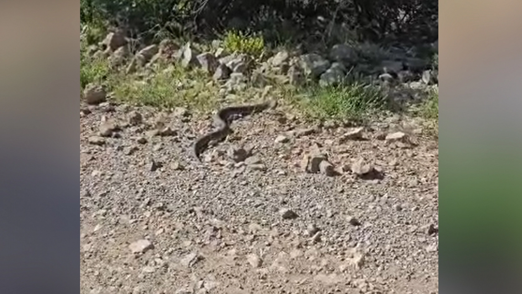 Dev yılan görüntülendi!