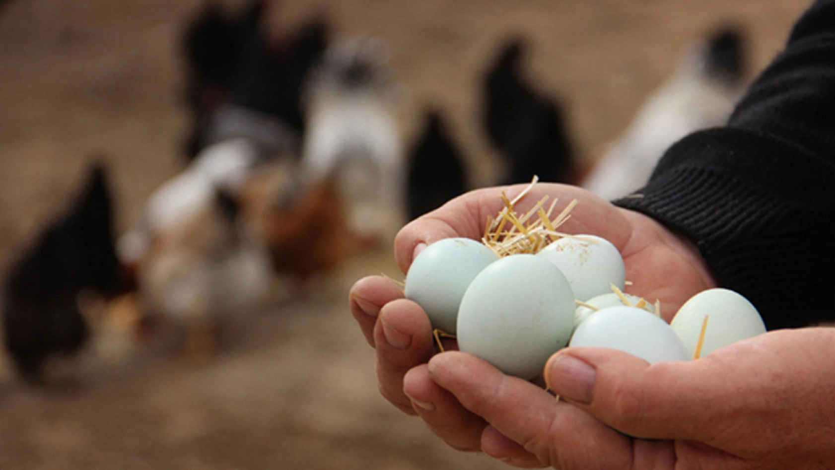 Tarım Bakanlığı'ndan yumurtalar üzerindeki numaralarla ilgili açıklamada bulundu