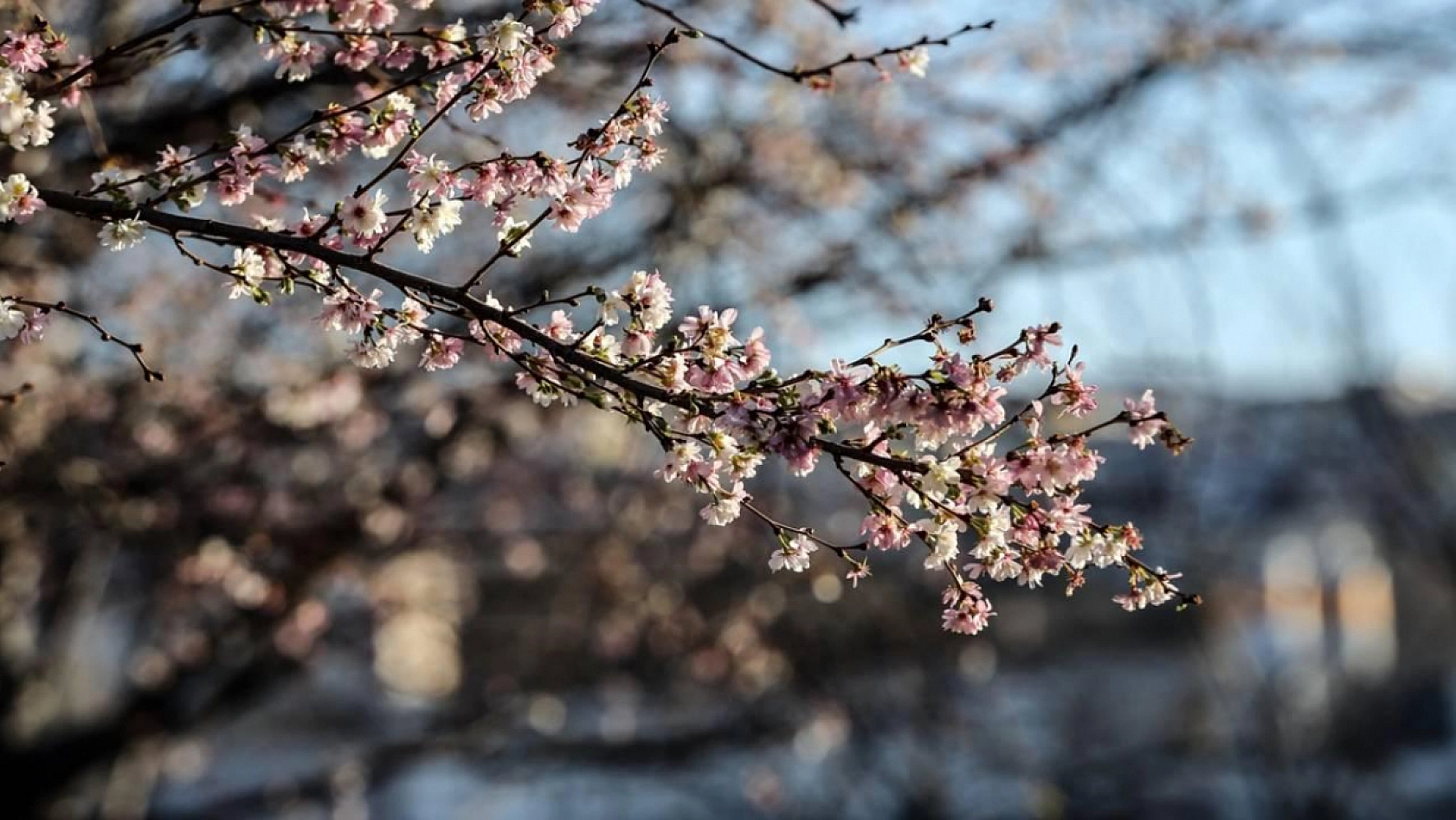 Bahar Geliyor, Elazığ'da Bu Hastalık Kol Geziyor!