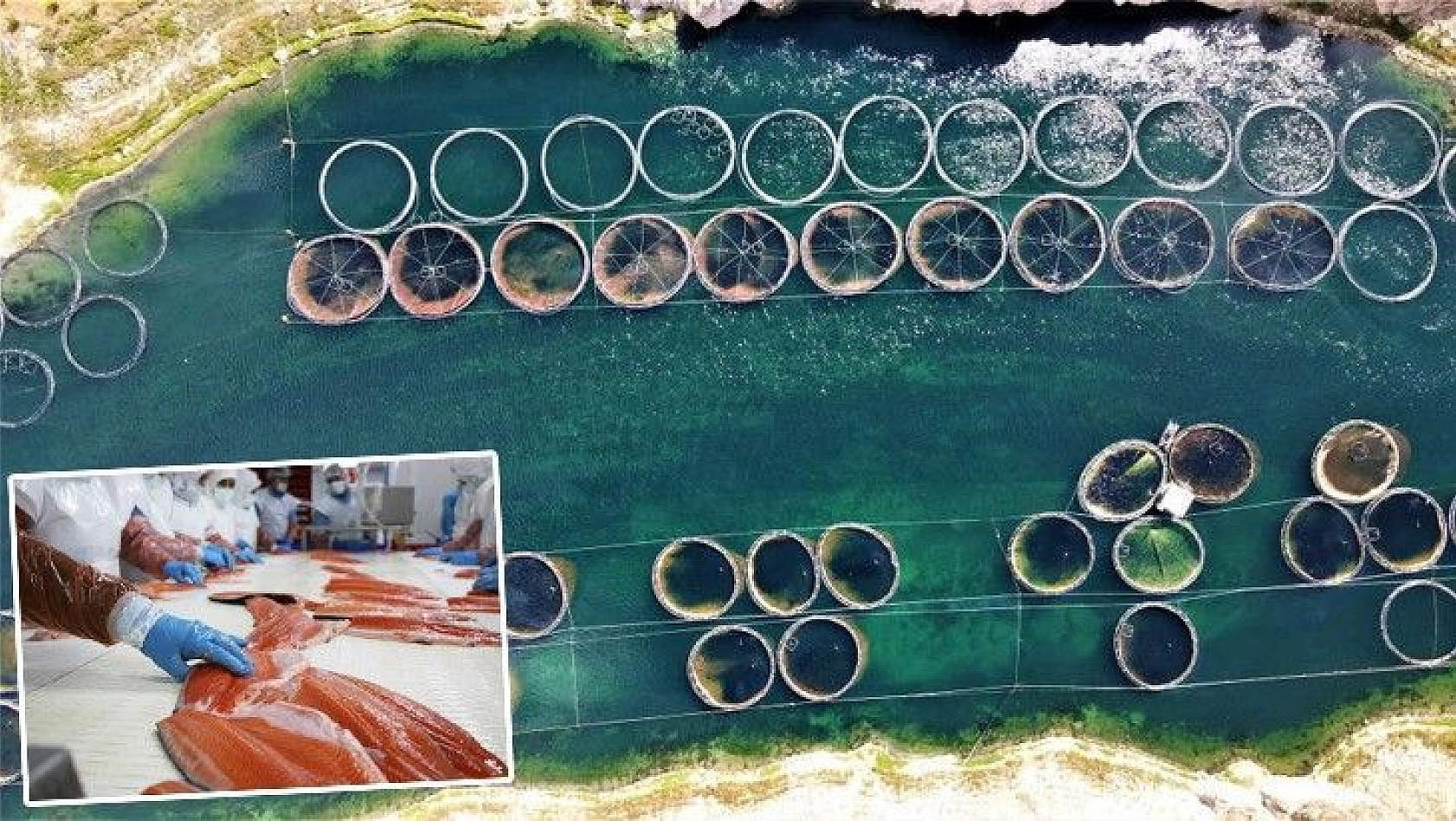 Türkiye'nin üretim merkezi Elazığ'dan dünyaya Türk Somonu
