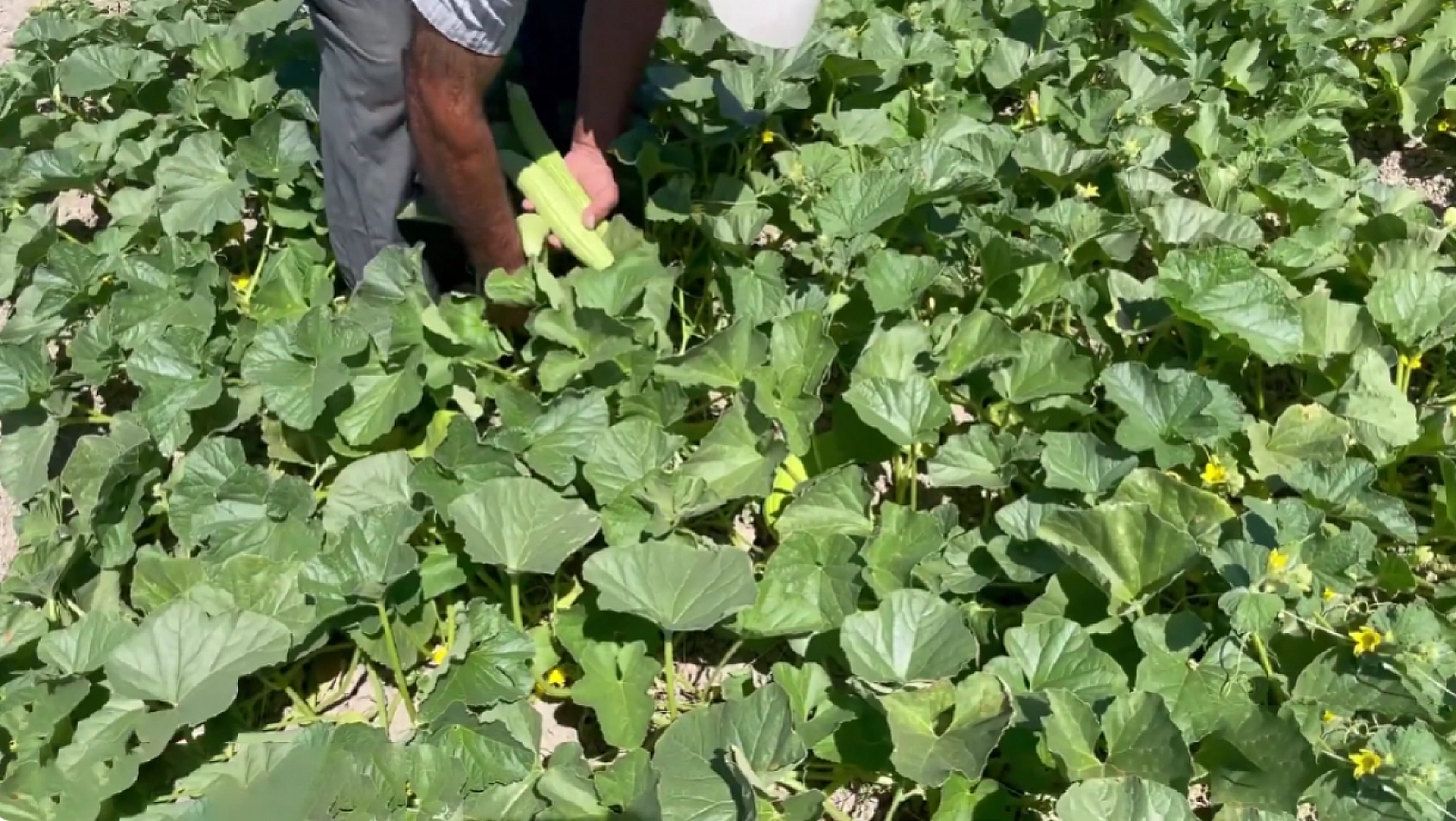Elazığlıların hasretle beklediği lezzet pazarda yerin aldı: Fiyatı şaşırtıyor