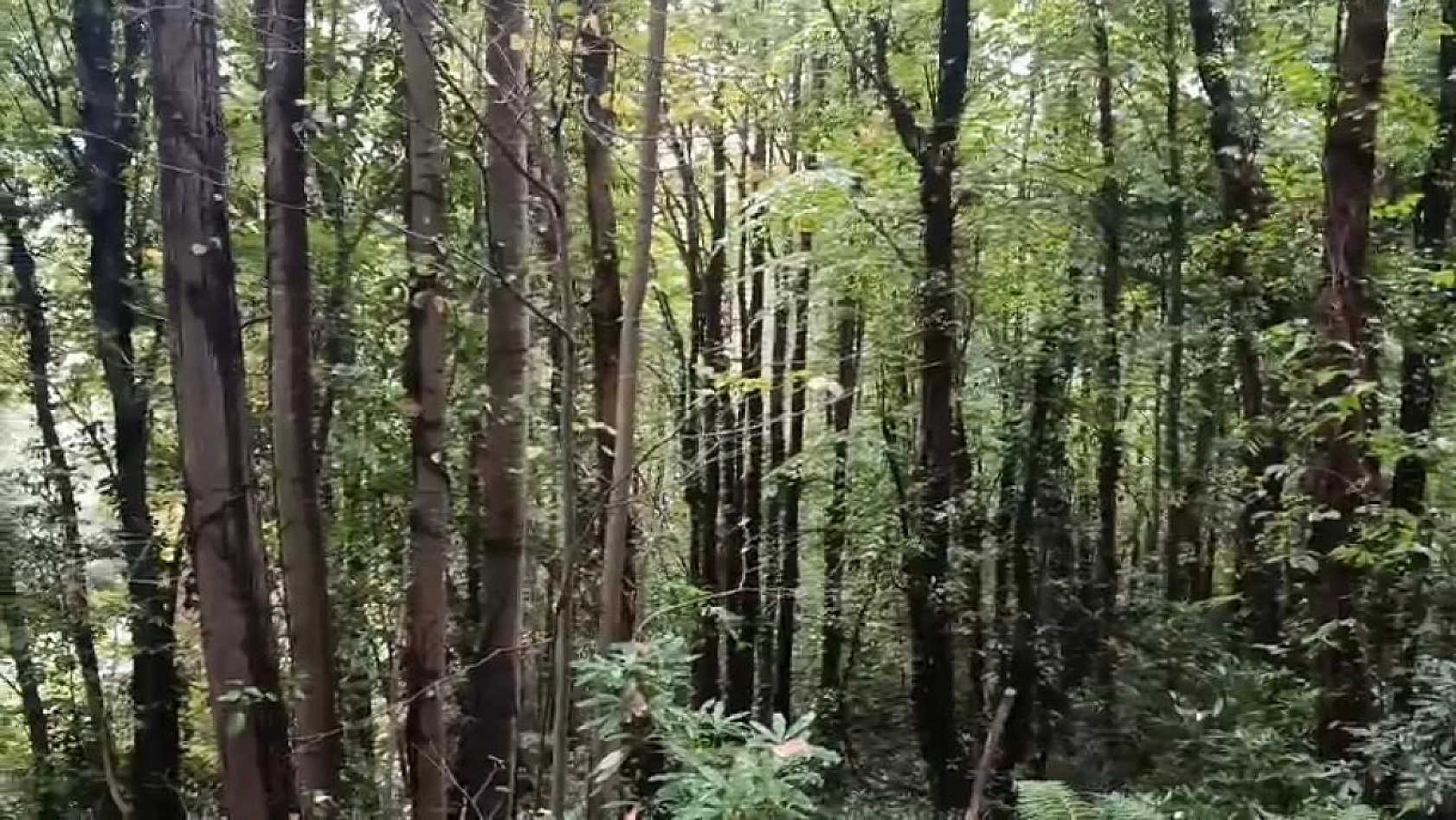 Ormanlık alanda ceset bulundu