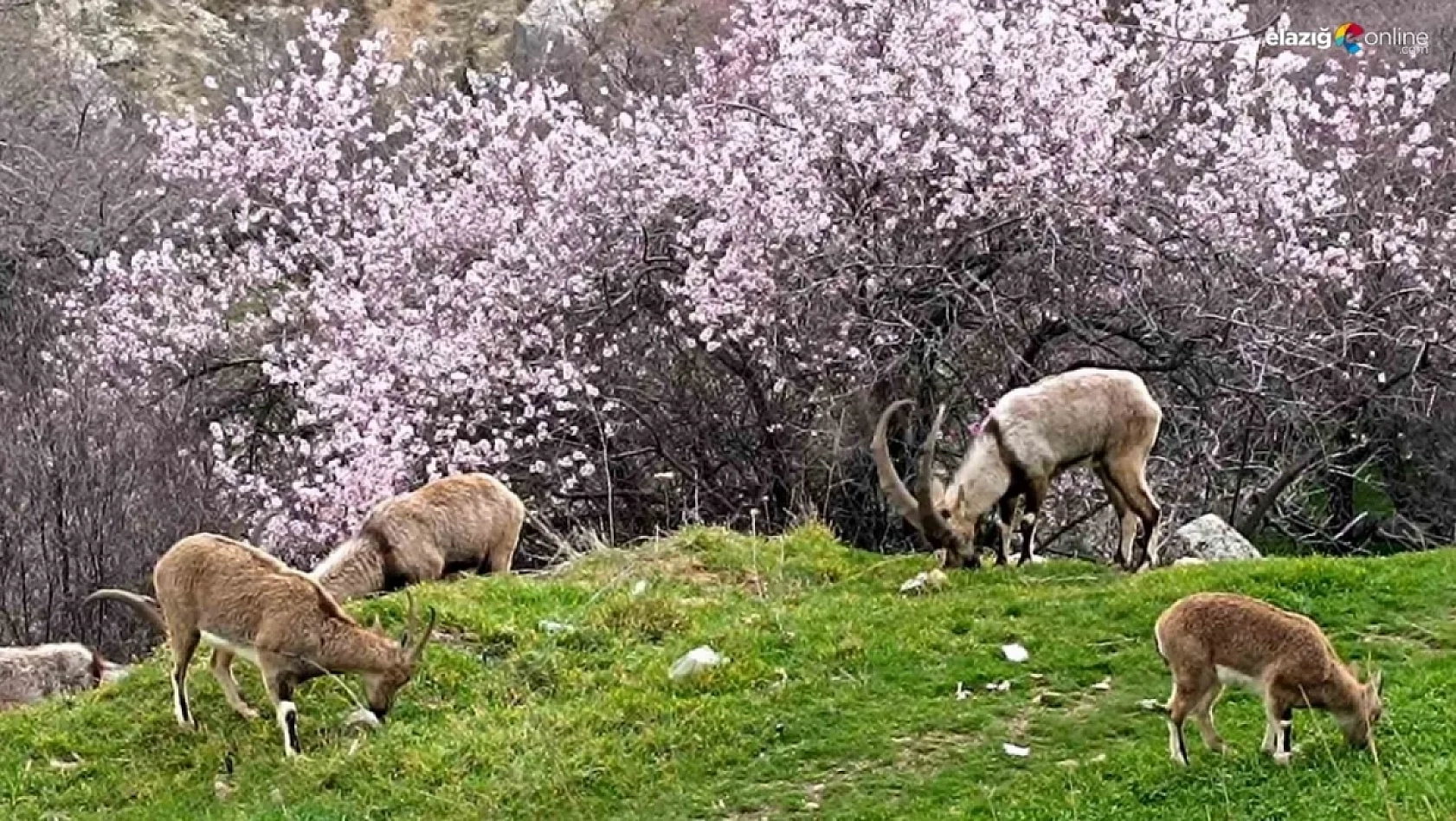 Bahar Geliyor, Elazığ'da Bu Hastalık Kol Geziyor!