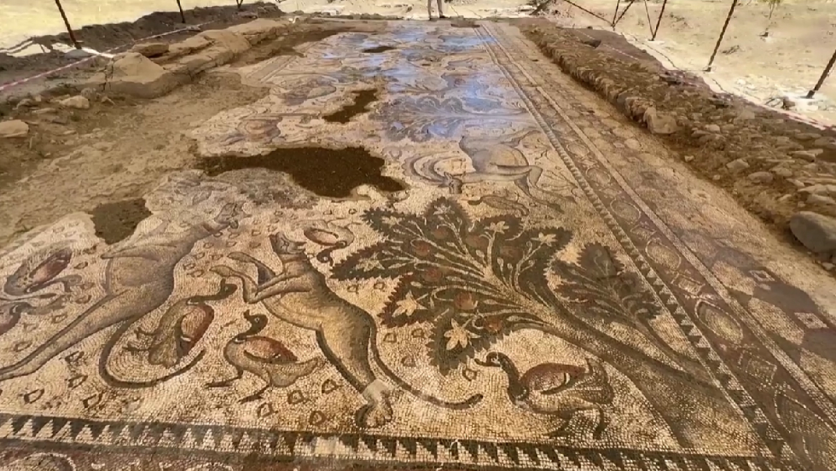 Elazığ'da fidan dikerken 1700 yıllık sır ortaya çıktı! Arkeologlar şoke oldu