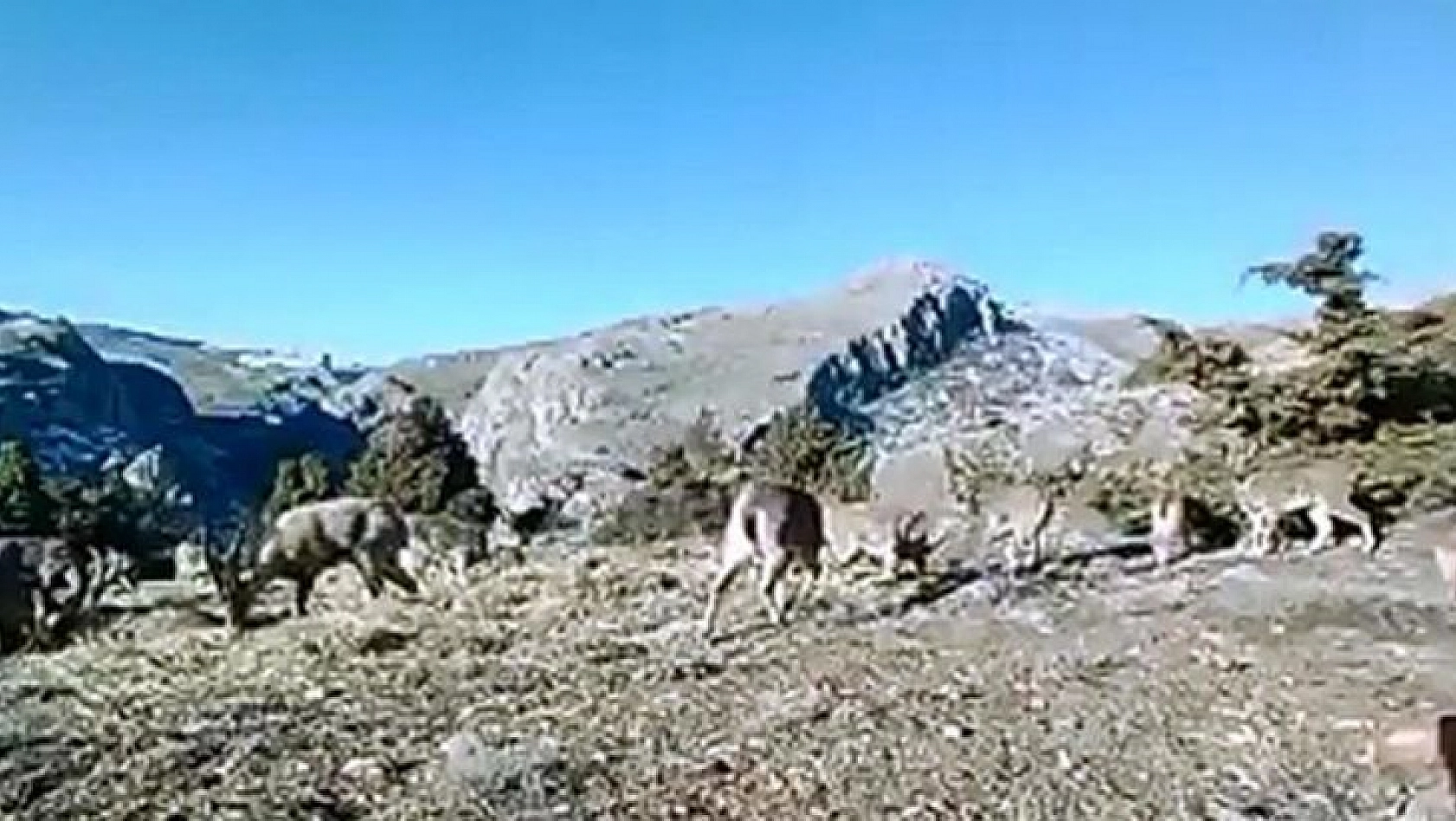 11 Aylık Yaban Hayatı Fotokapanlara Yansıdı