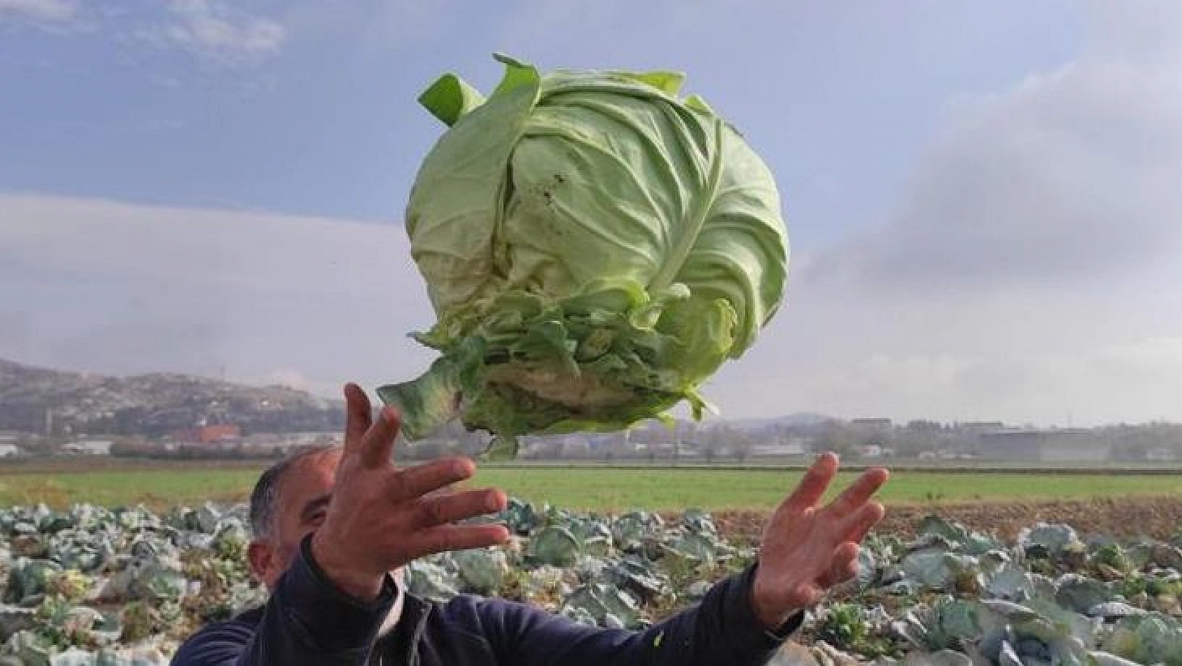 50 kilogramlık lahana üretti, Ukrayna ve Belçika'dan alıcı buluyor