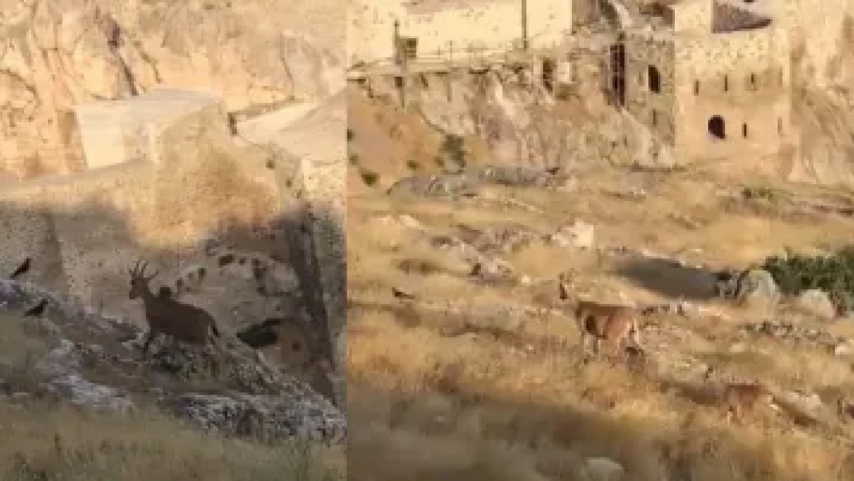 Dağ Keçileri Harput'u Mesken Tuttu