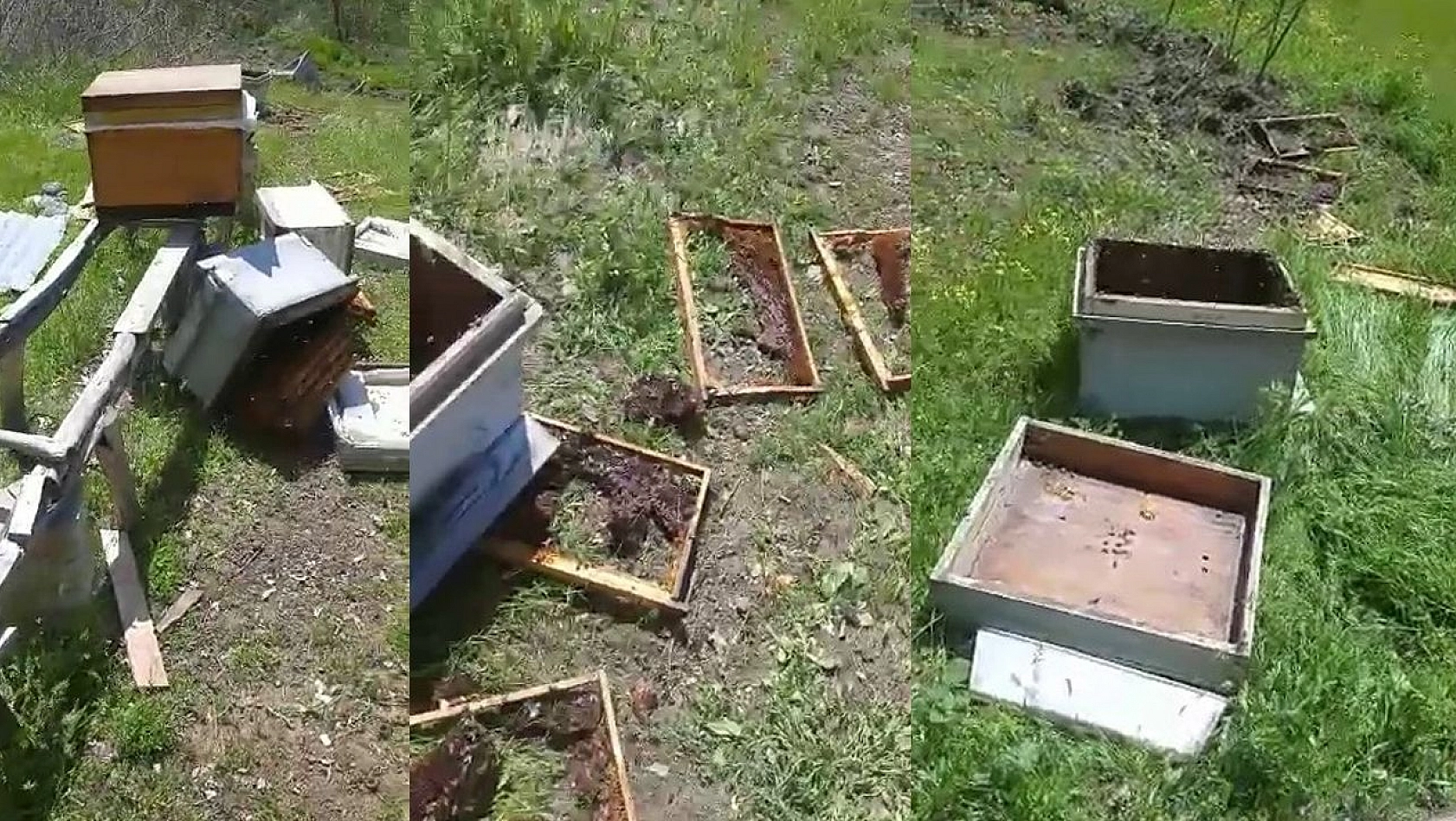 Elazığ'da Aç Kalan Ayı, Arı Kovanlarını Parçaladı