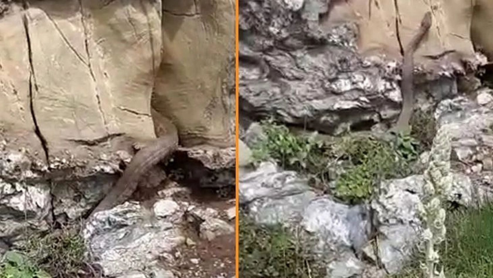 Kayalıklar Arasında Görülen 2 Metrelik Yılan Korkuttu
