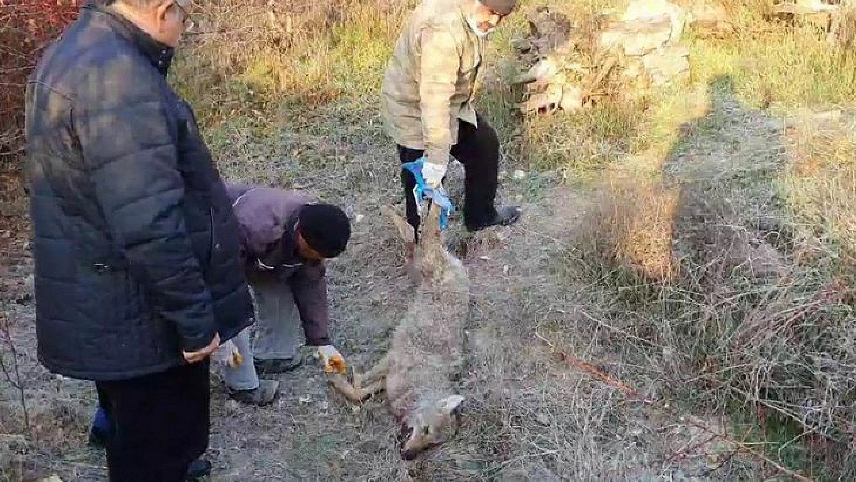 Kurdun saldırısını köpekler önledi