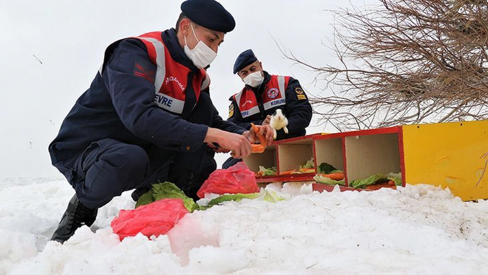 Tavşan Adası'nın Uzun Kulaklı Sakinleri Jandarma Tarafından Besleniyor