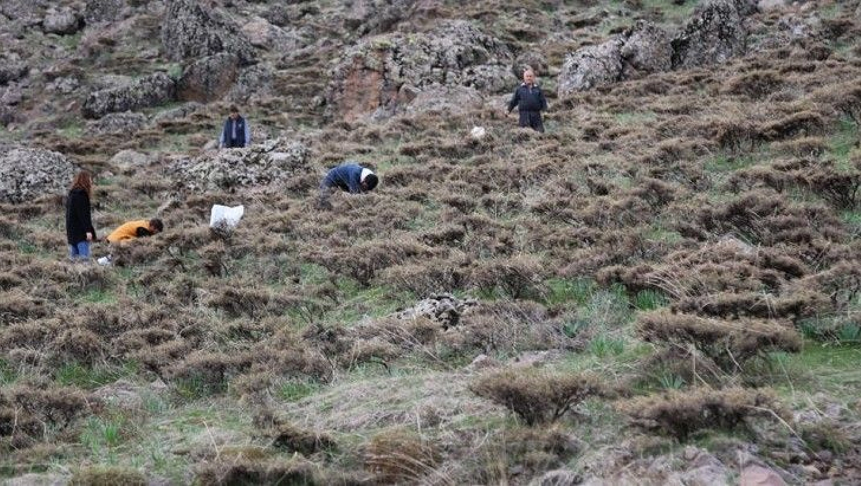 Bağışıklıktan, saç dökülmesine kadar etkili 'Gulik'in mesaisi başladı