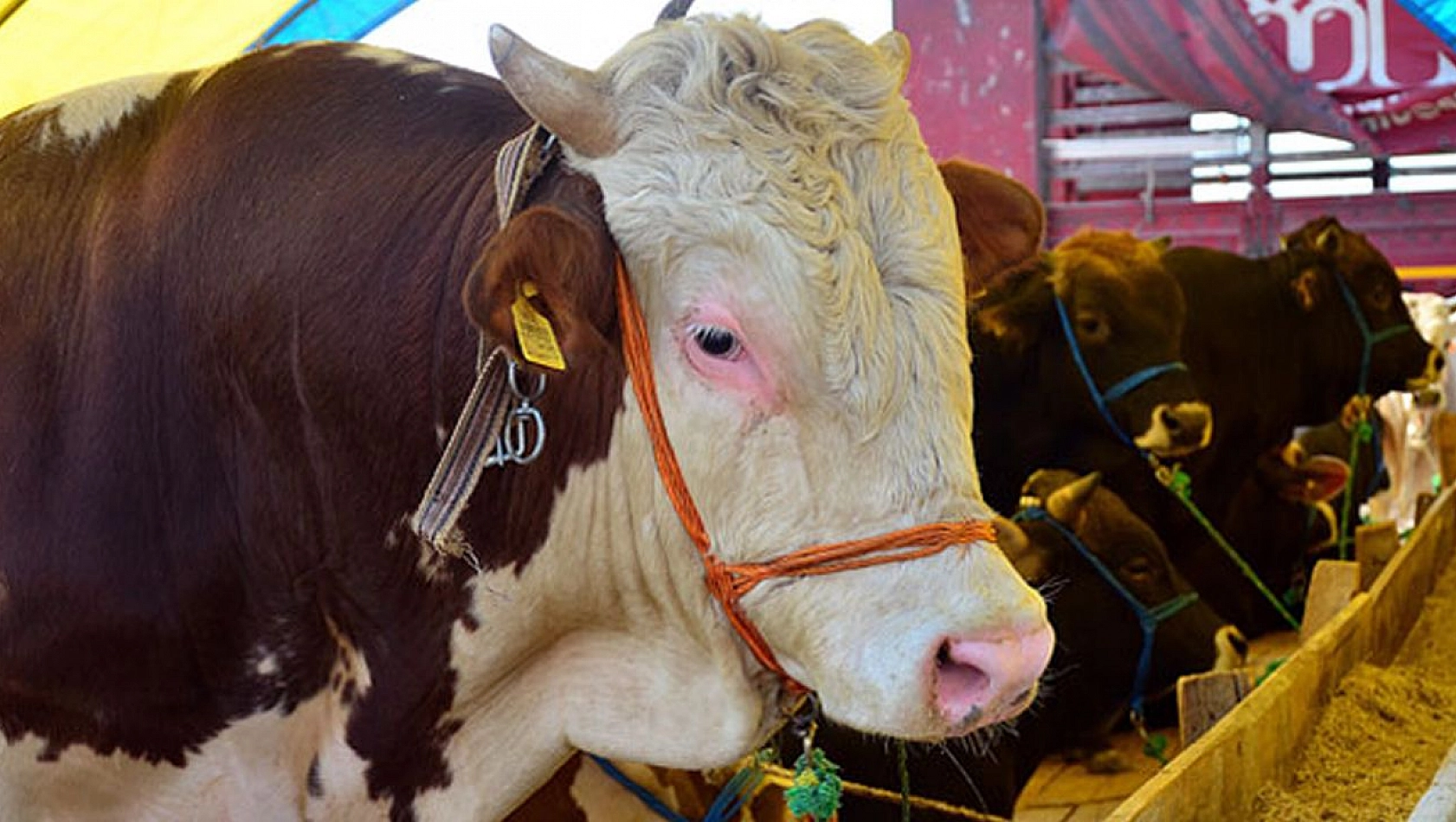 Bayram Geliyor! Kurban Fiyatları Belli Oldu