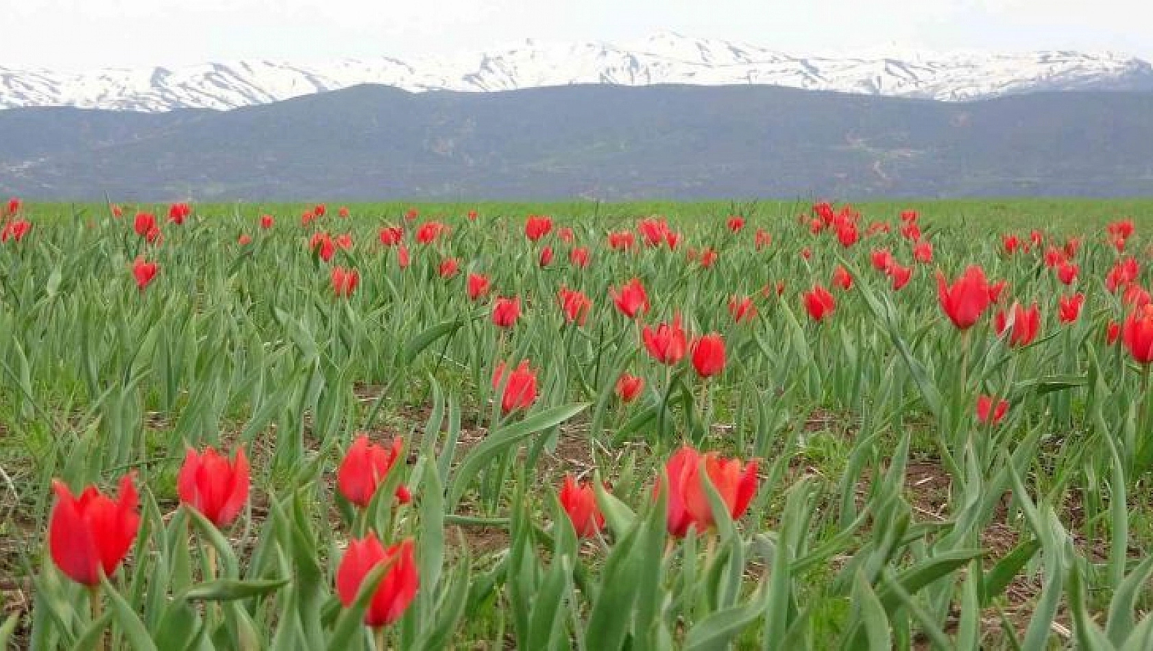 Bingöl'de kırmızı laleler açmaya başladı