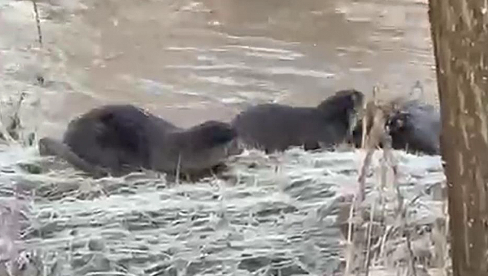 Dünyada Biri Bile Görülemezken Üç Tanesi Peş Peşe Görüntülendi!