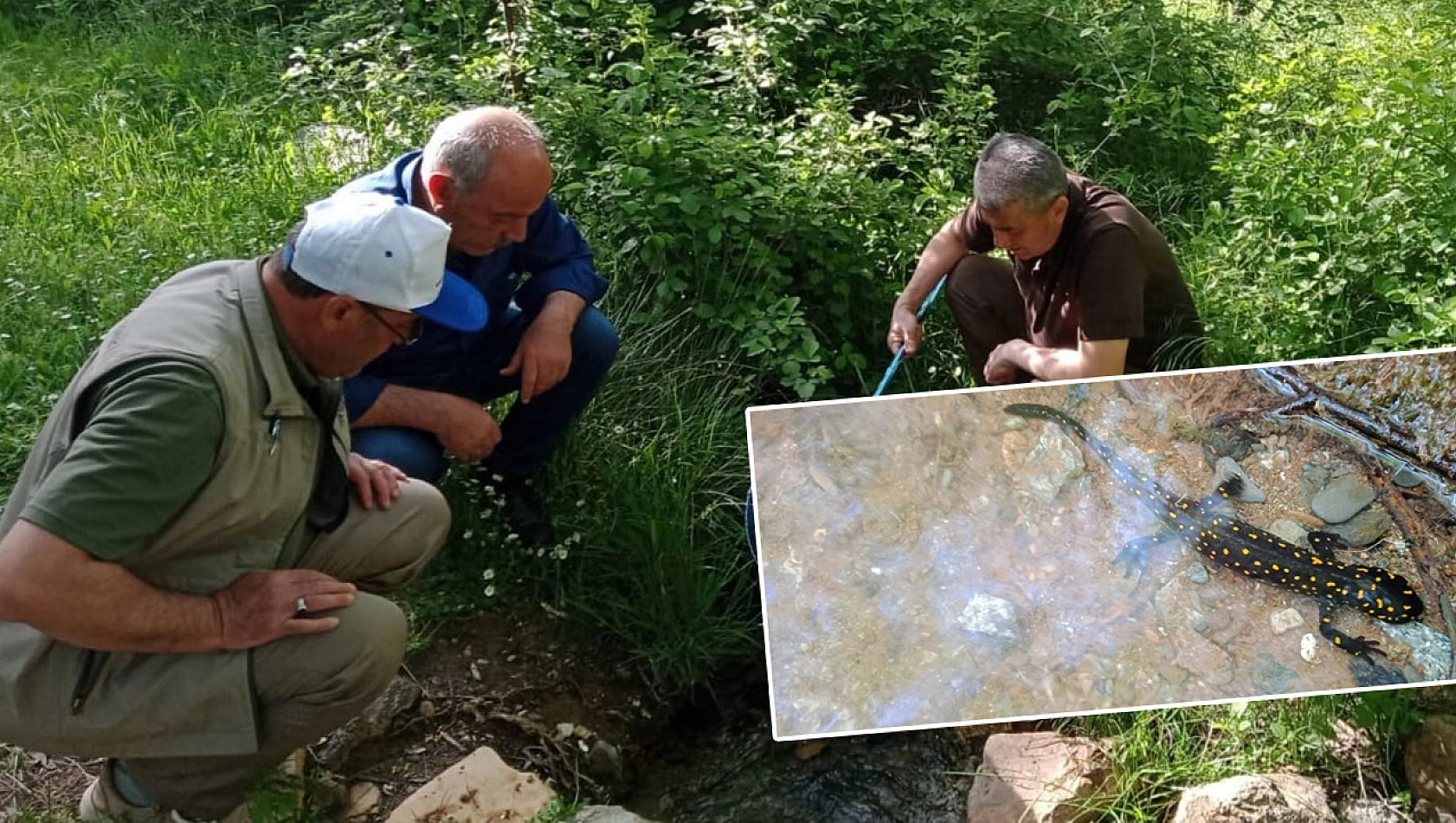 Elazığ'da Benekli Semender İzleme Çalışması Yapıldı