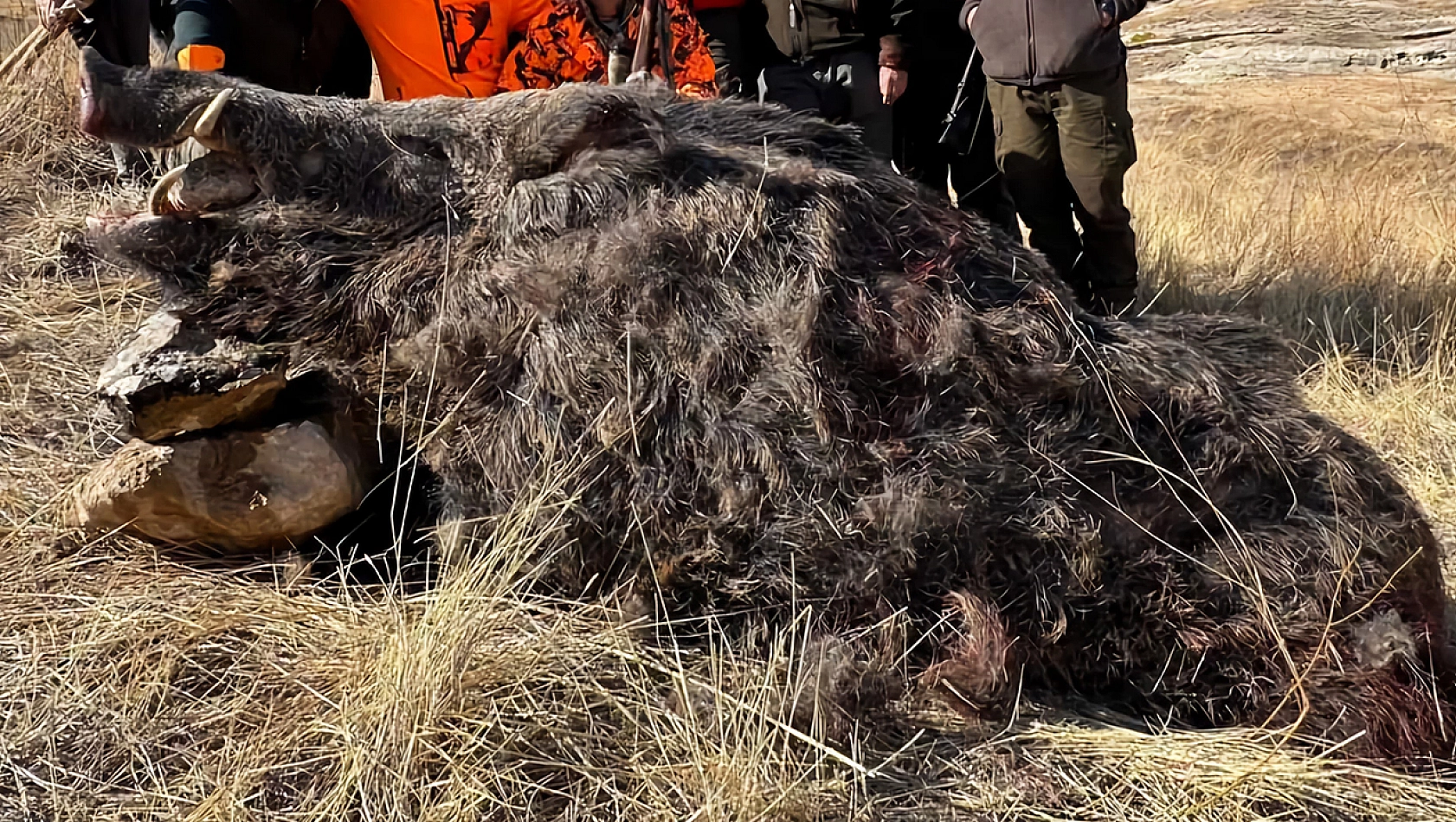 Elazığ'da böyle yaban domuzu görülmedi: Tam 350 kilo ağırlığında 