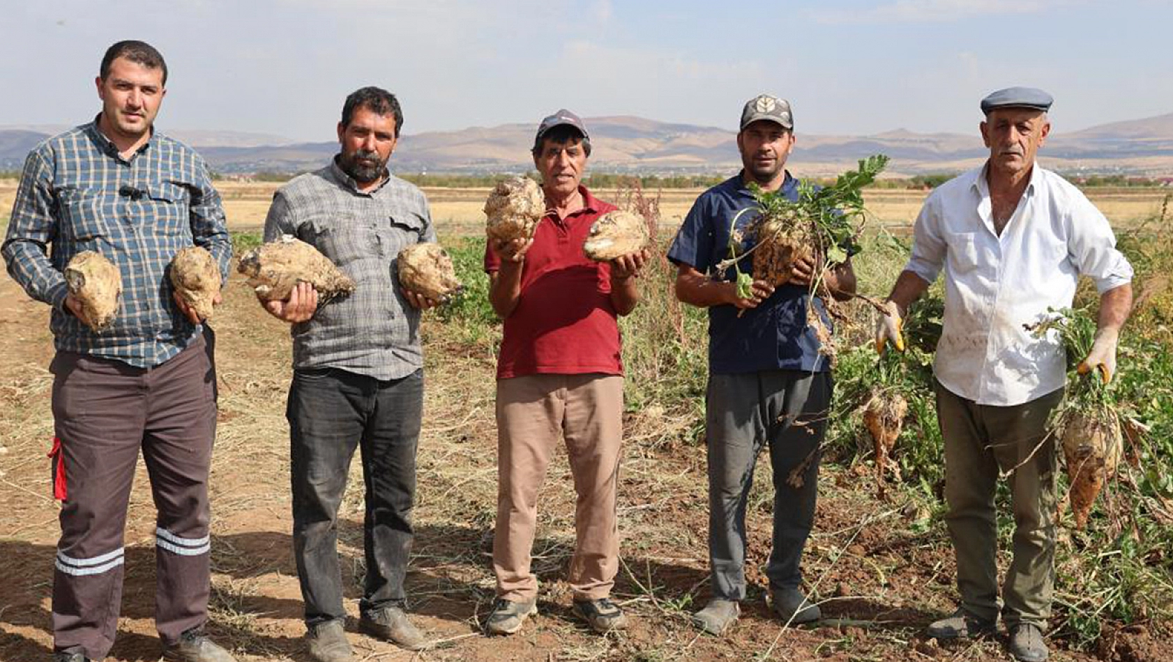 Elazığ'da hasat başladı: Çiftçinin yüzü gülecek mi?