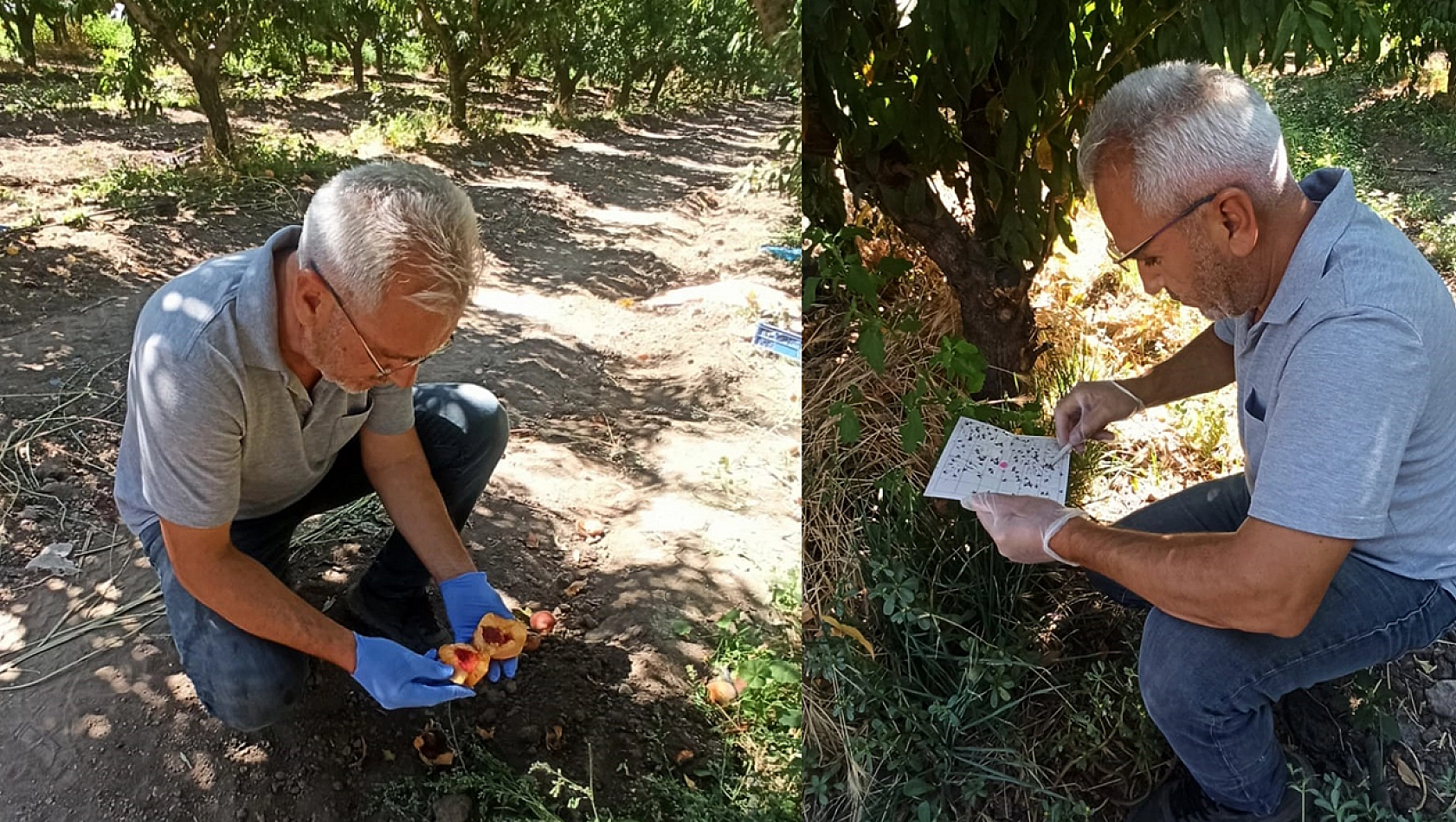 Elazığ'da şeftali bahçelerinde zararlı kontrolleri devam ediyor