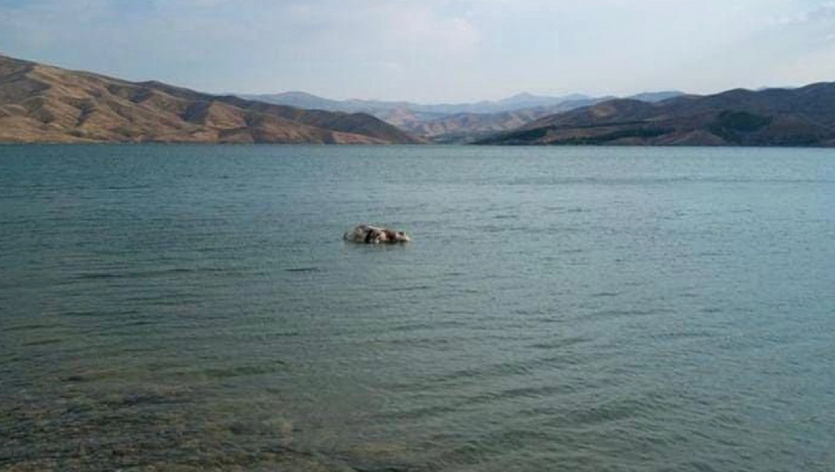 Elazığ'da sürüden ayrılan inek suda telef oldu