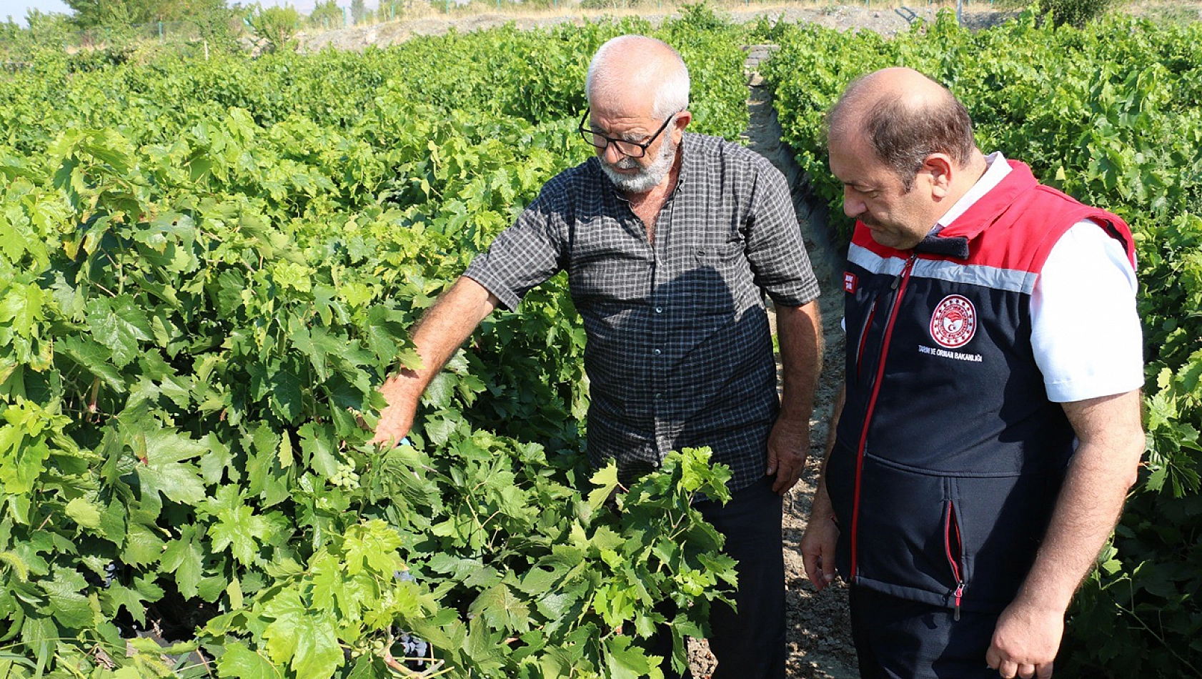 Elazığ ve Malatya'nın ardından en çok Erzincan'da üretiliyor