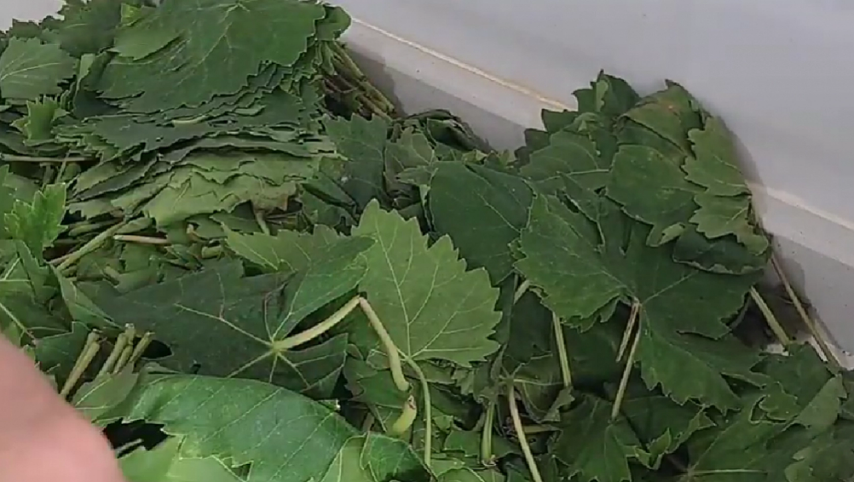 150 TL'ye satılıyor! Elazığ pazarlarında kapış kapış gidiyor