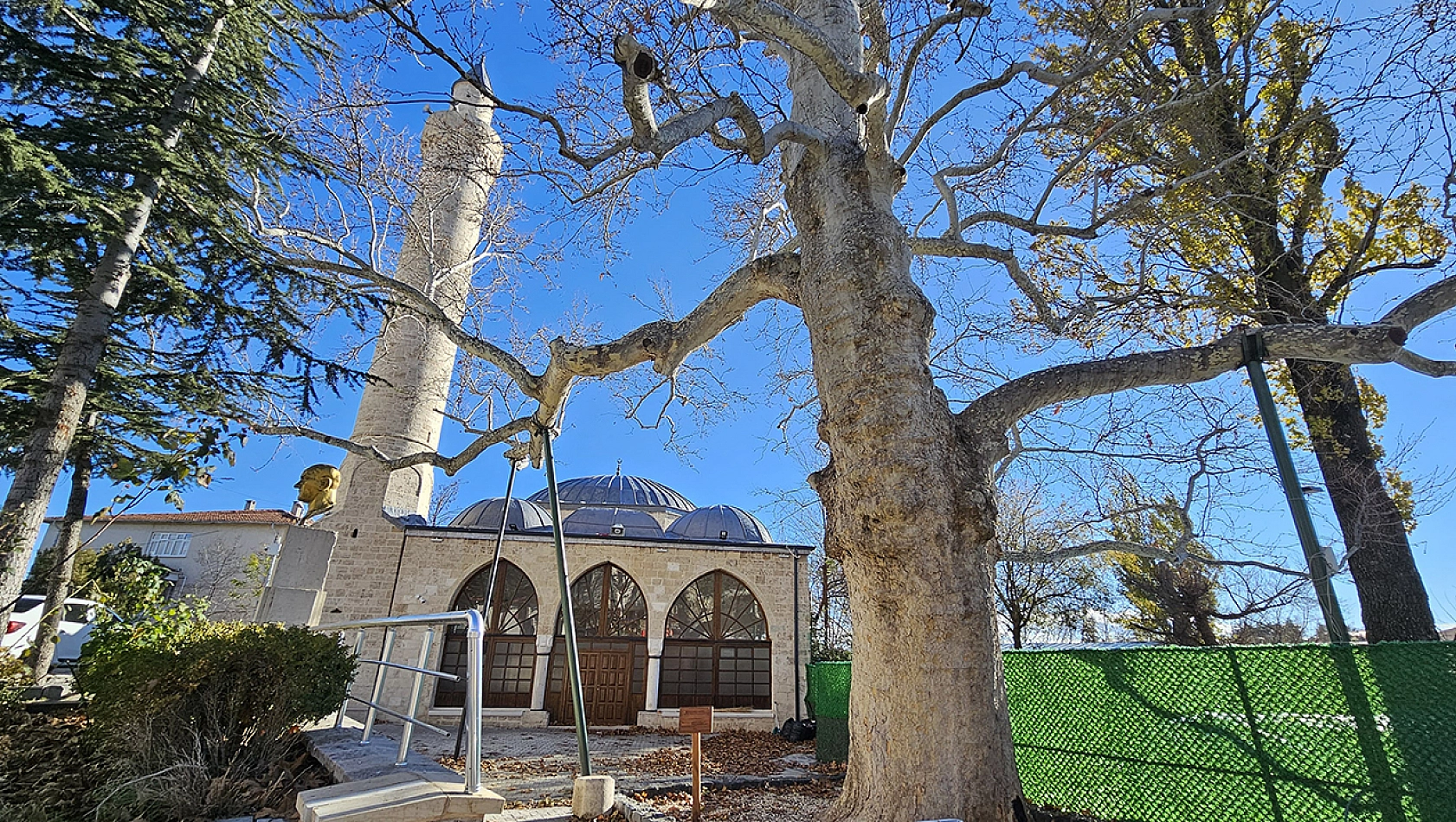 Harput'un 300 yıllık çınarı zamanın izlerini taşıyor