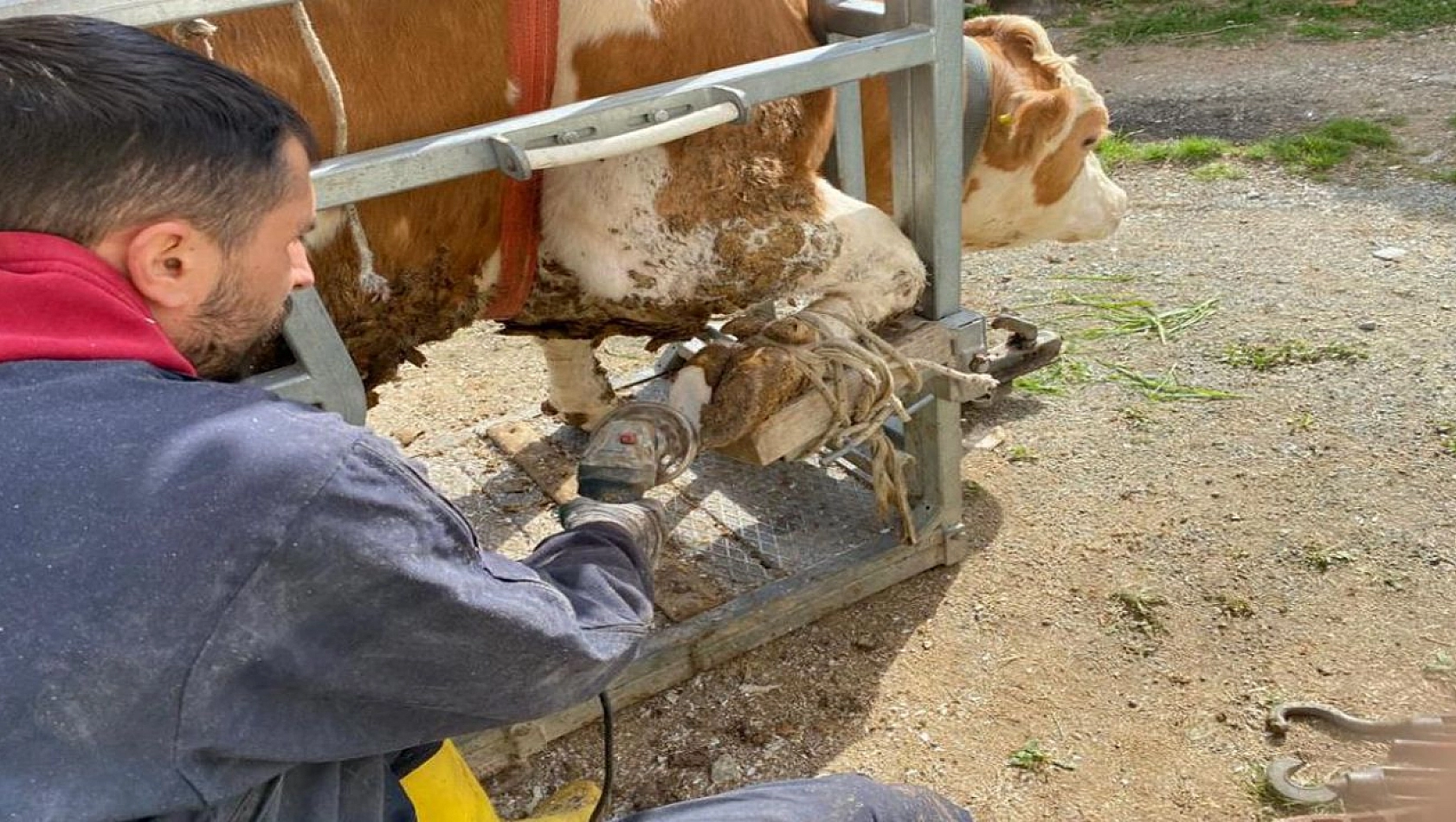 Köy Köy Gezip İneklere Pedikür Yapıyorlar