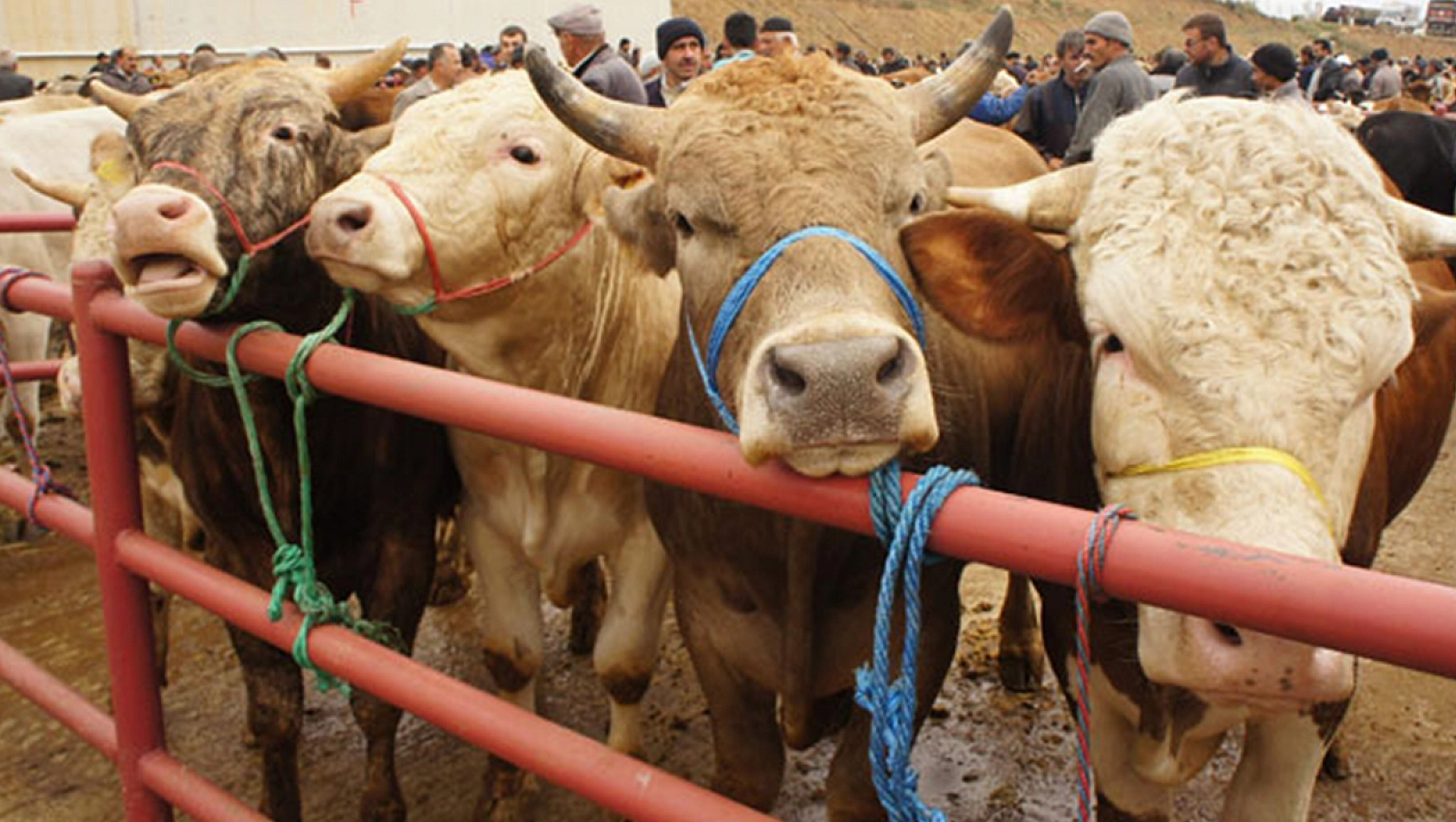 Kurban Kesmek İsteyenlere Uyarı Geldi