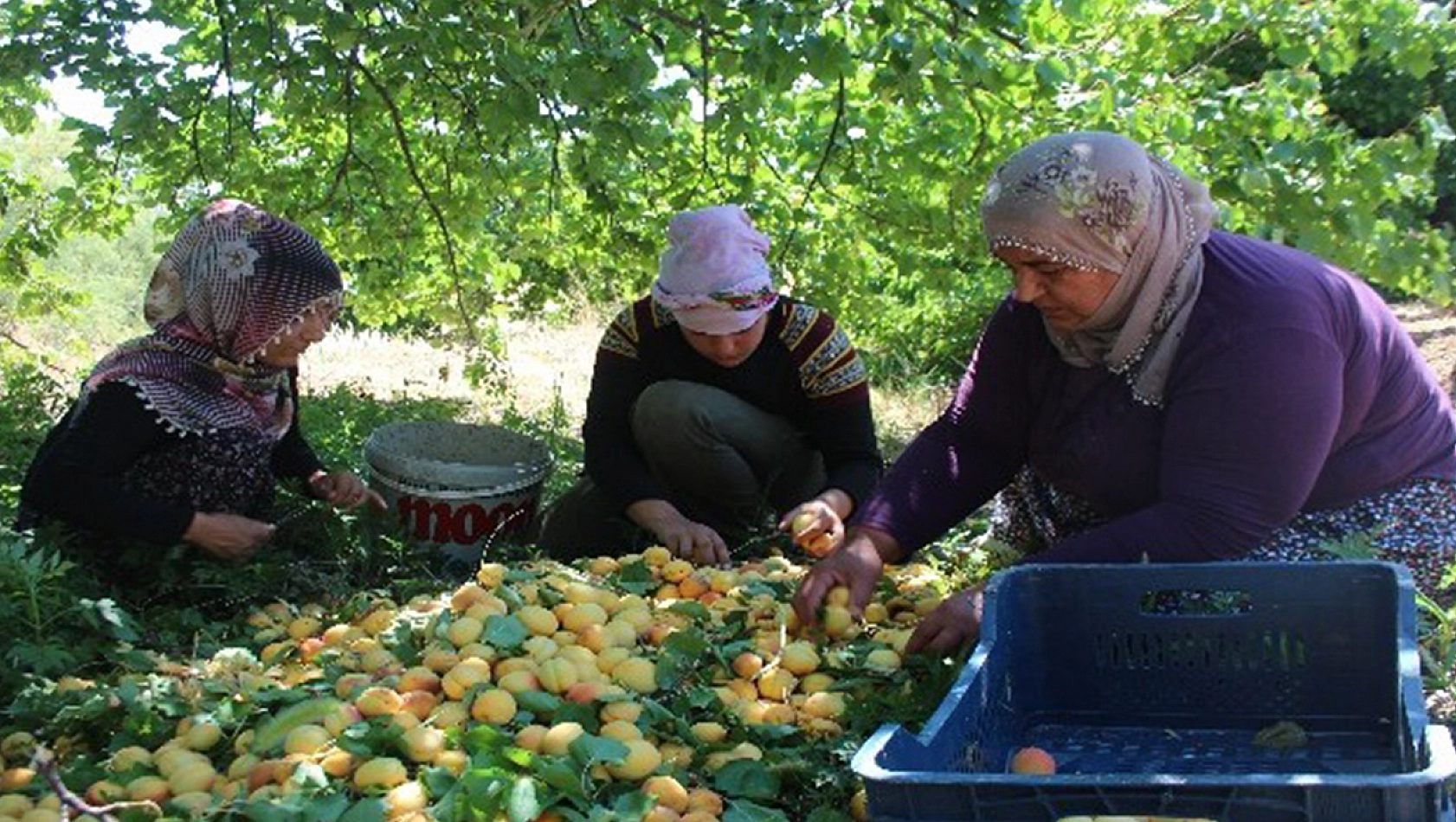 Malatya'da Kayısı İşçilerinin Günlük Yevmiyeleri Açıklandı İşte Detaylar…