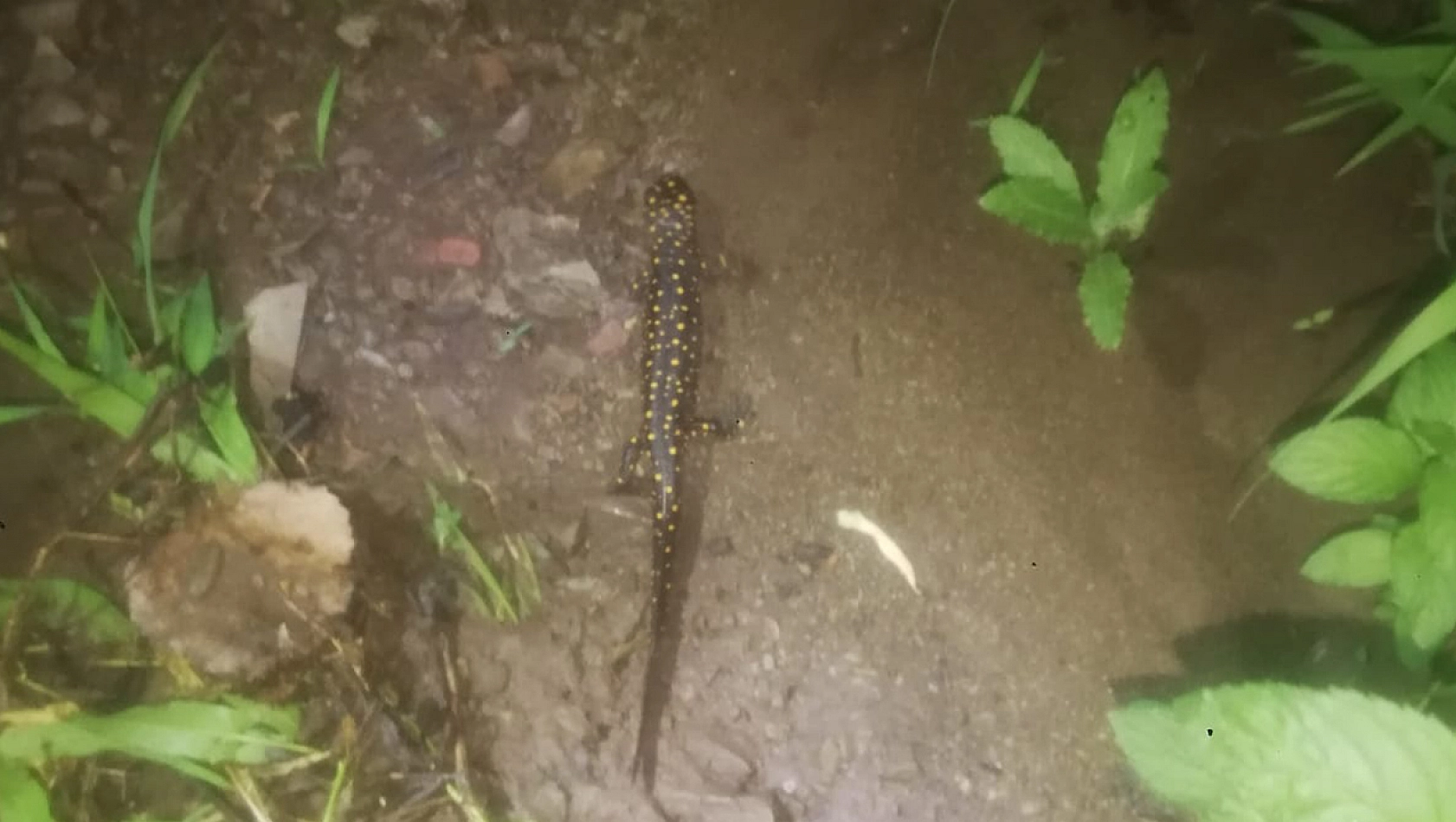 Palu'da nesli tükenmekte olan benekli semender görüntülendi