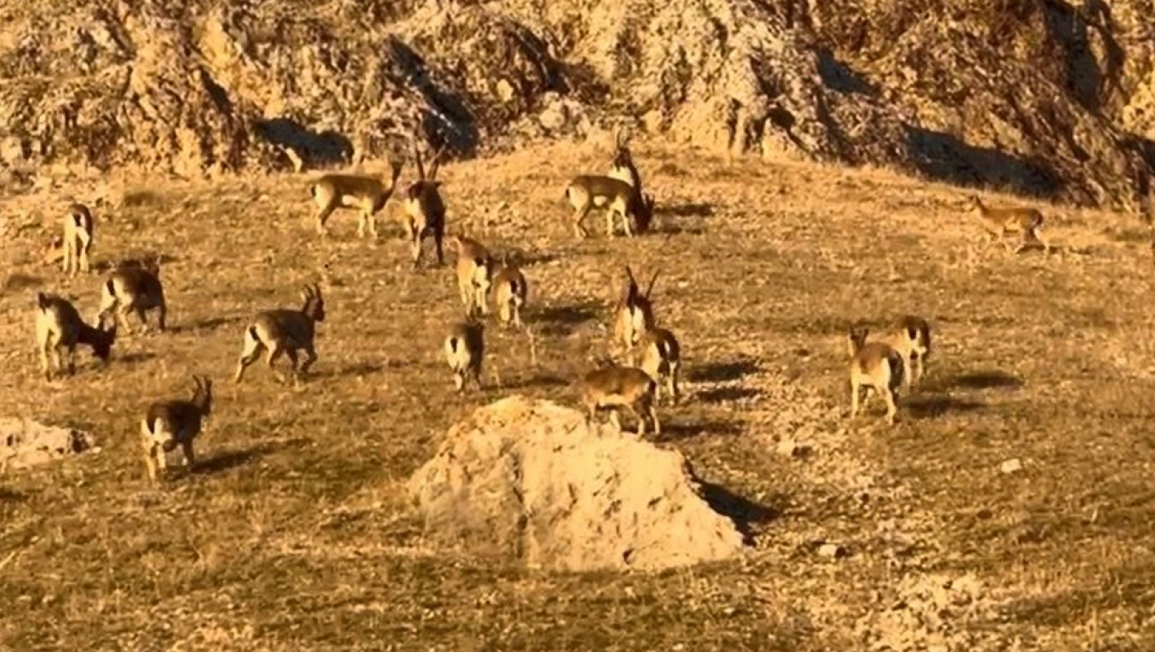 Palu'daki tarihi kalede dağ keçileri görüldü