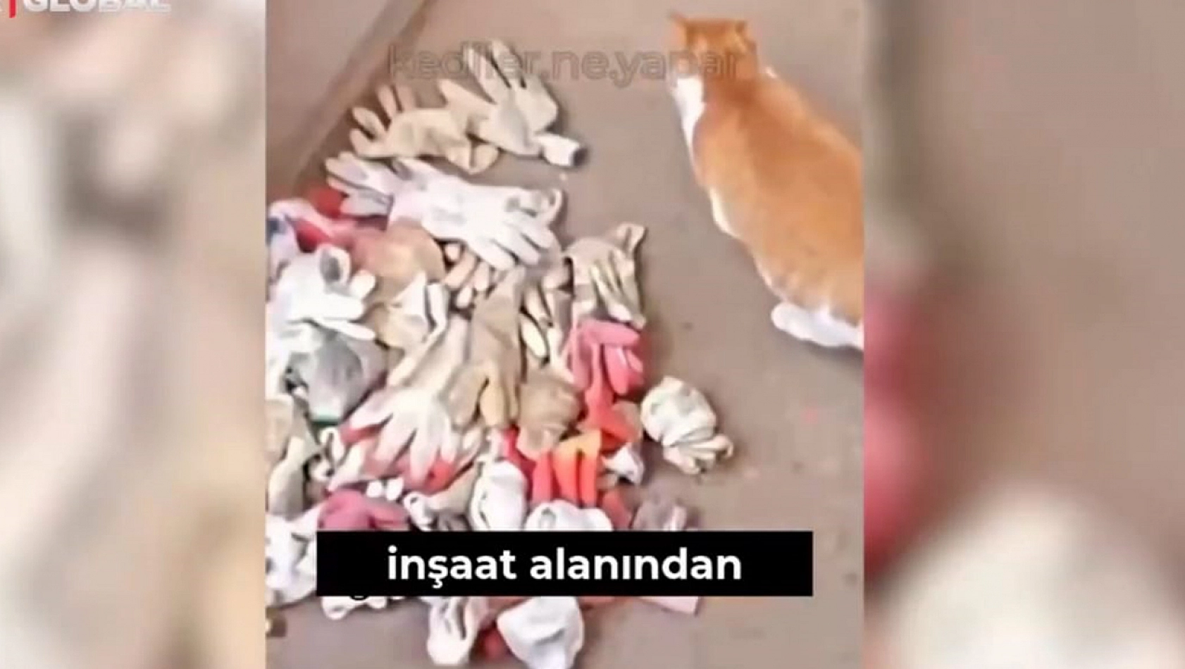 Şükranlığını Eldiven Çalarak Gösteren Kedi