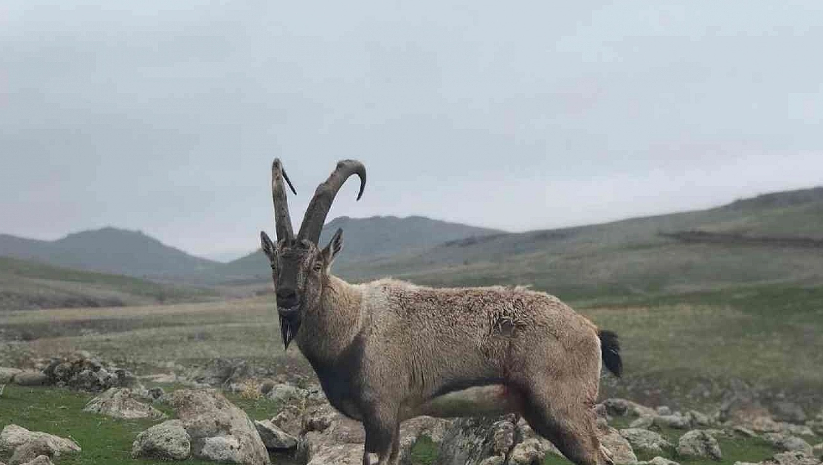 Yaralı dağ keçisi tedavi altına alındı