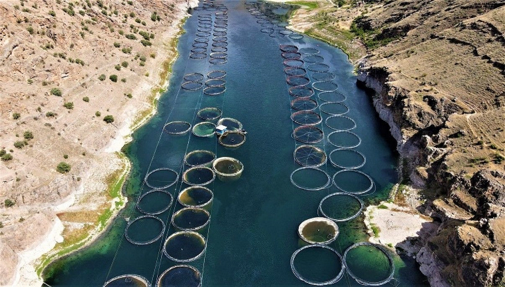 Türkiye'nin üretim merkezi Elazığ'dan dünyaya Türk Somonu