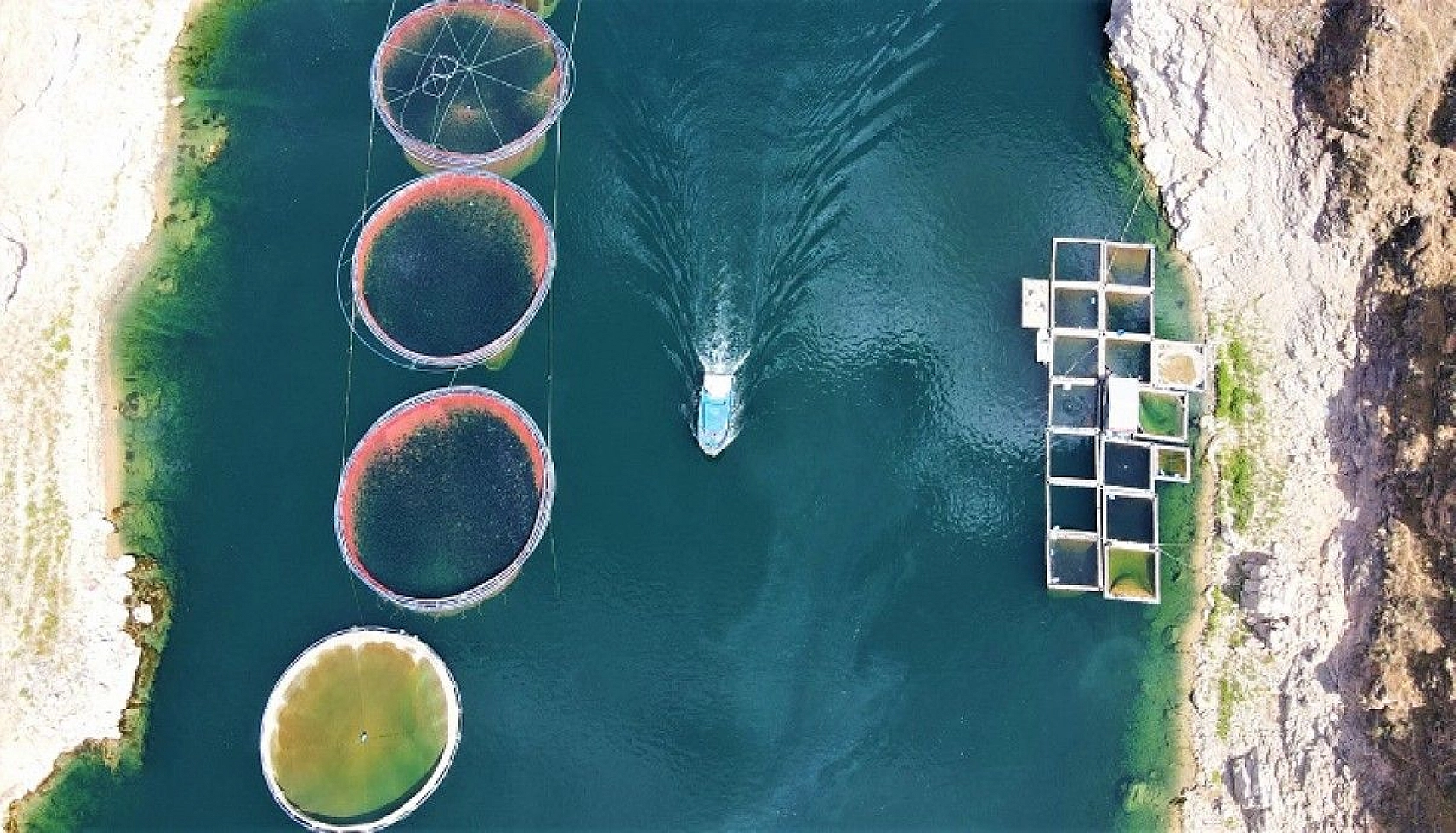 Türkiye'nin üretim merkezi Elazığ'dan dünyaya Türk Somonu