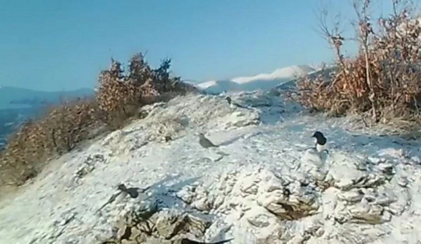 Doğaya bırakılan yemleri yiyen yaban keçileri ve kuşlar görüntülendi