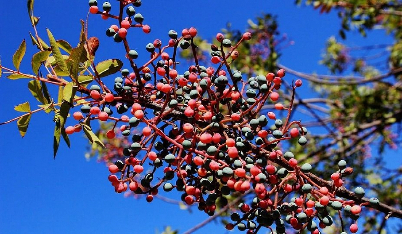 Anadolu'nun Mucizesi Elazığ'da