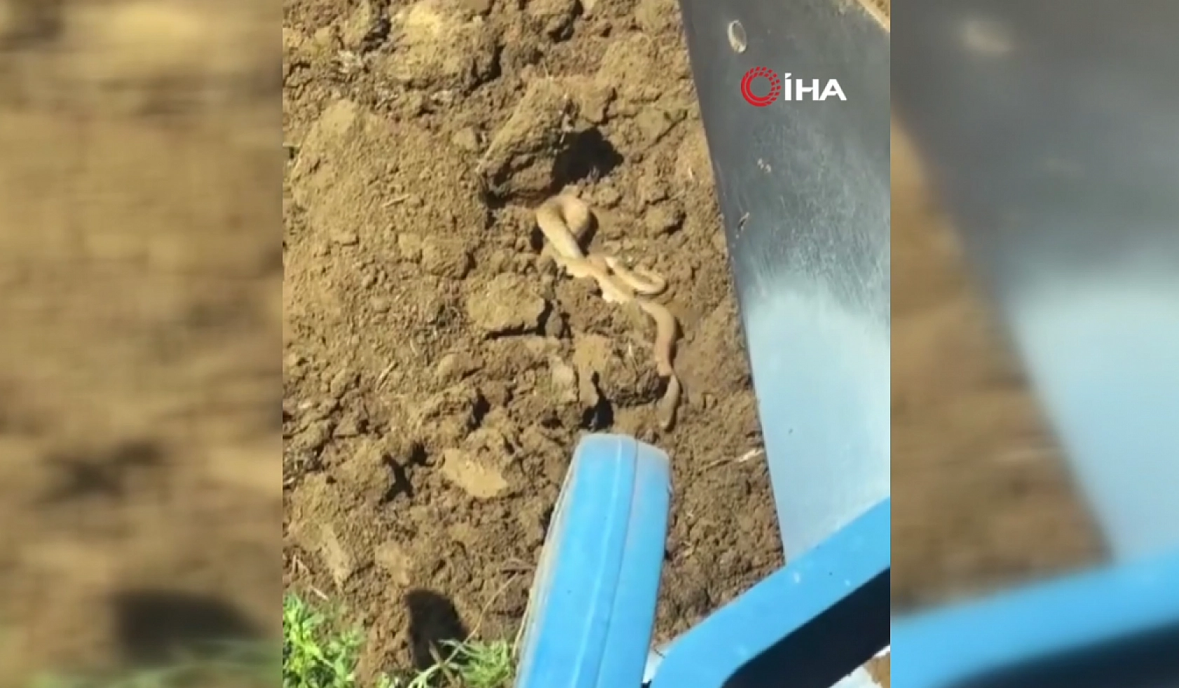 Elazığ'da görüldü! 2 metre boyu görenleri tedirgin etti: Görülmeleri neye işaret?