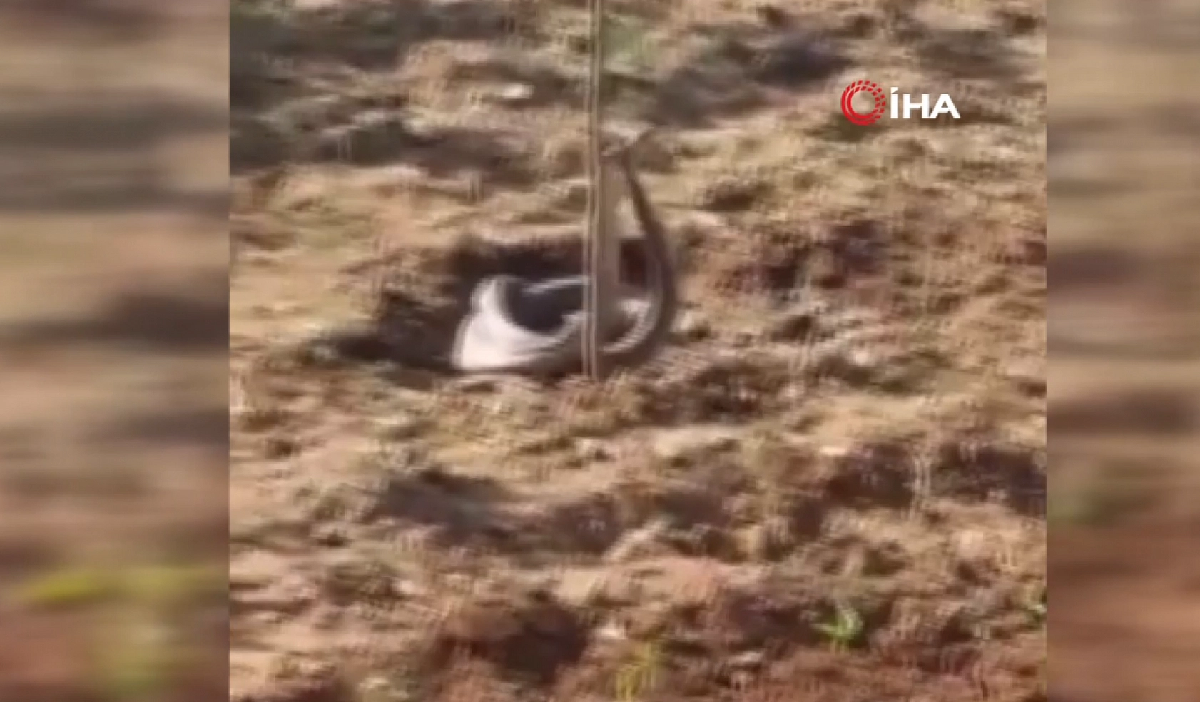 Elazığ'da görüldü! 2 metre boyu görenleri tedirgin etti: Görülmeleri neye işaret?