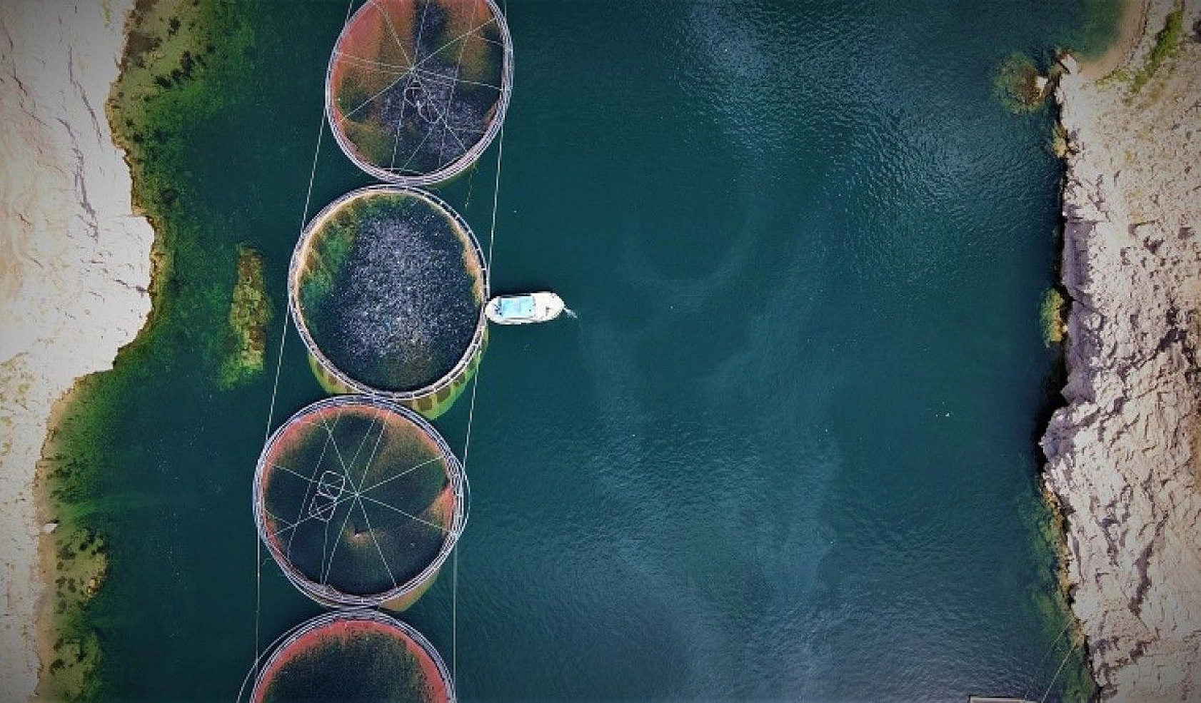 Türkiye'nin üretim merkezi Elazığ'dan dünyaya Türk Somonu