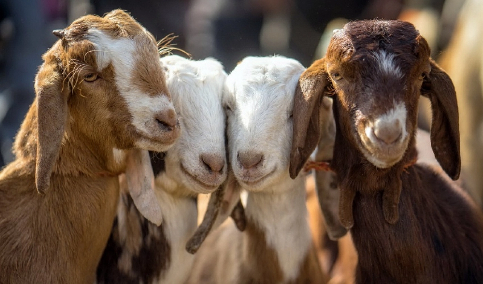 Elazığ'ın Kalbini Fetheden Dostlarımız