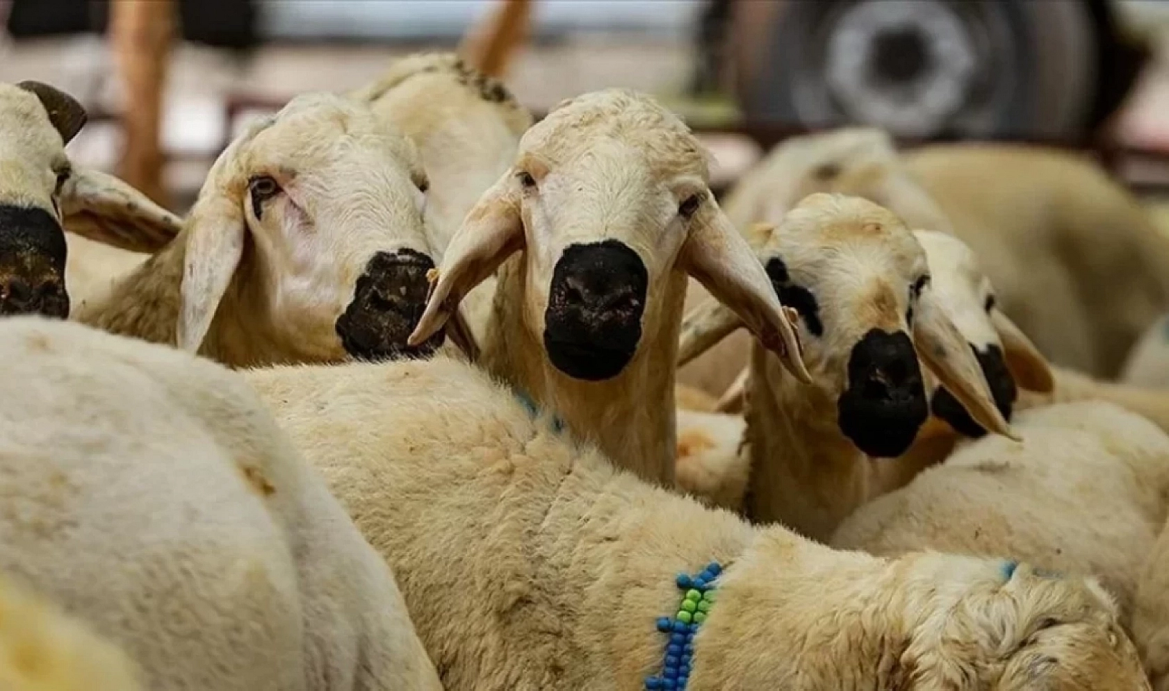Elazığ'da bu hata 668 bin TL'ye mal olabilir: Kurban keserken bu hataları yapan yandı!